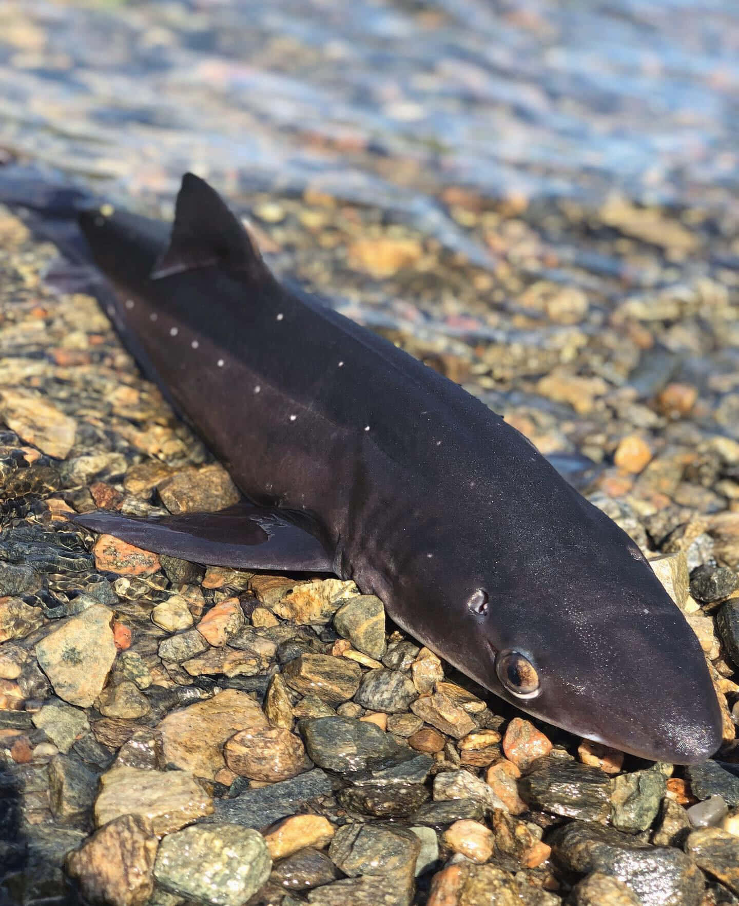 dogfish shark, pebbled shore, sunlit pebbles, HD Phone Wallpaper