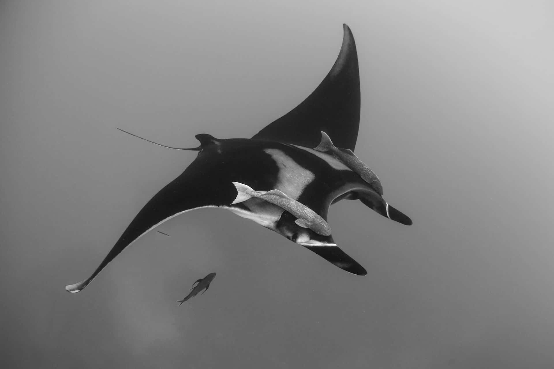majestic manta ray, hazy water, remoras, Full HD Desktop Wallpaper