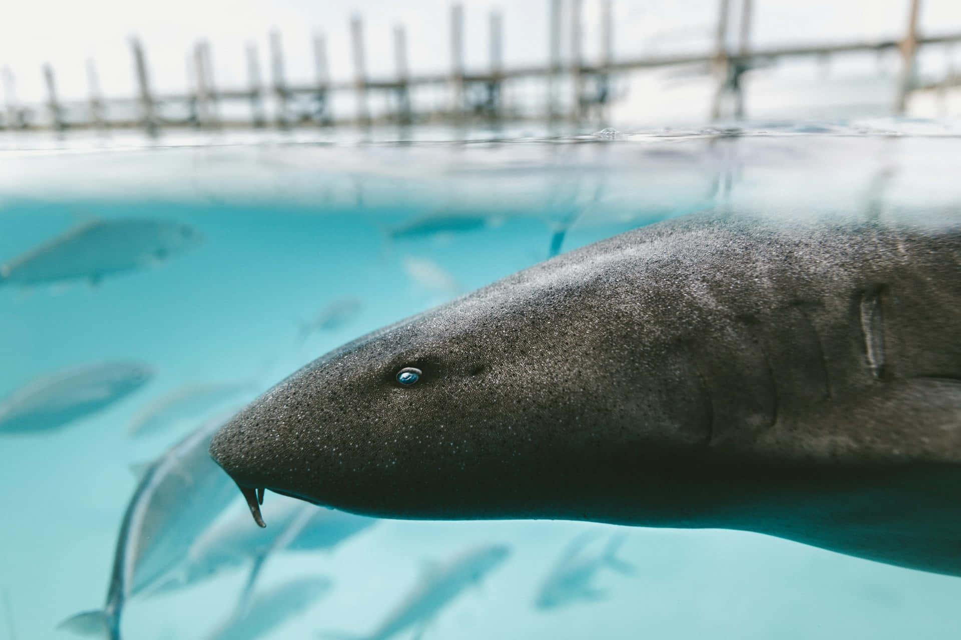 nurse shark, gray, underwater shot, Full HD Desktop Wallpaper