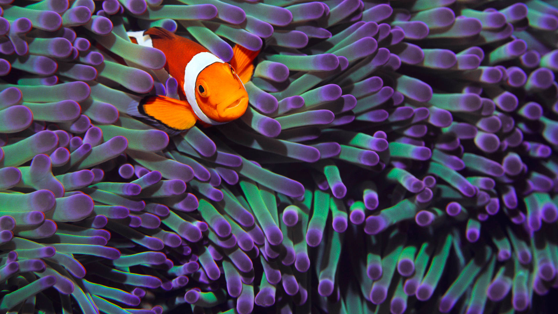 purple green sea anemone, vibrant orange clownfish, white stripes, Full HD Desktop Wallpaper