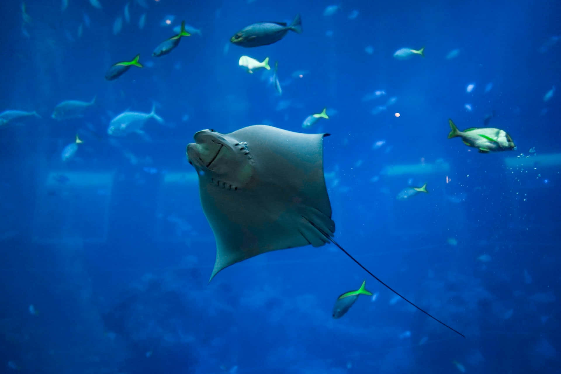 majestic manta ray, blue ocean, deep blue water, Full HD Desktop Wallpaper