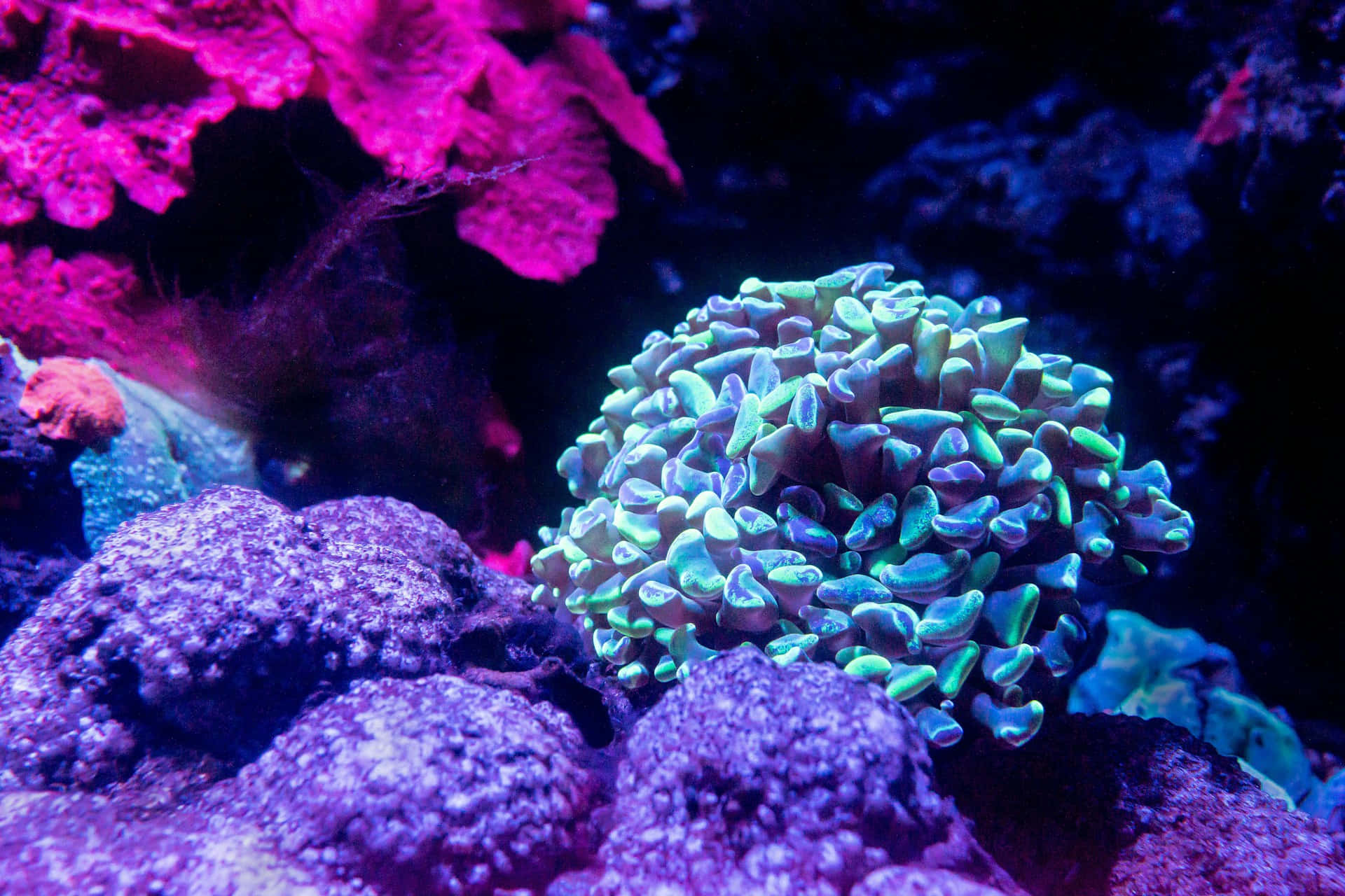 vibrant coral reef ecosystem, neon coral formations, artificial light, Full HD Desktop Wallpaper