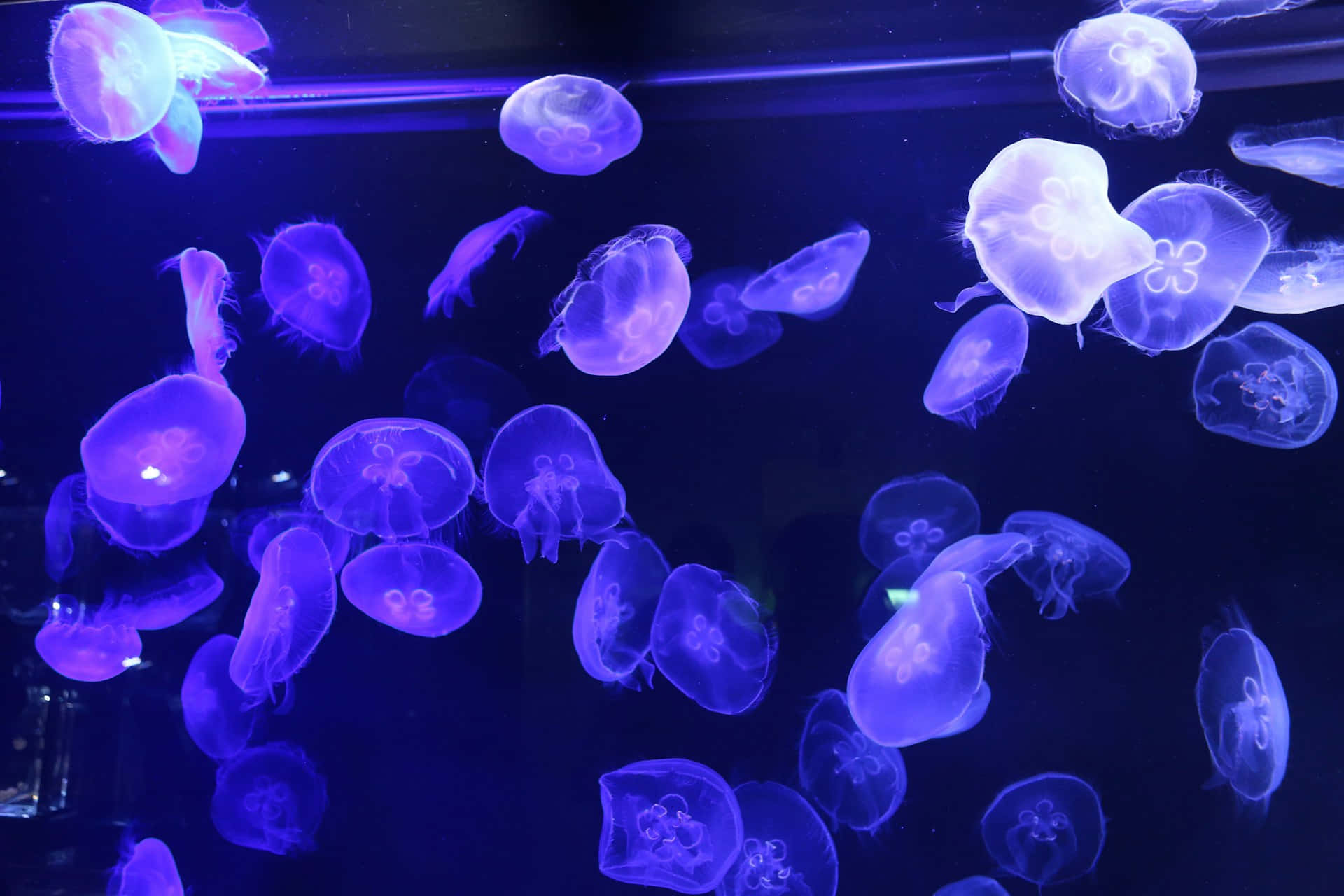 glowing purple and white jellyfish, dark aquarium, vibrant blue lighting, Full HD Desktop Wallpaper