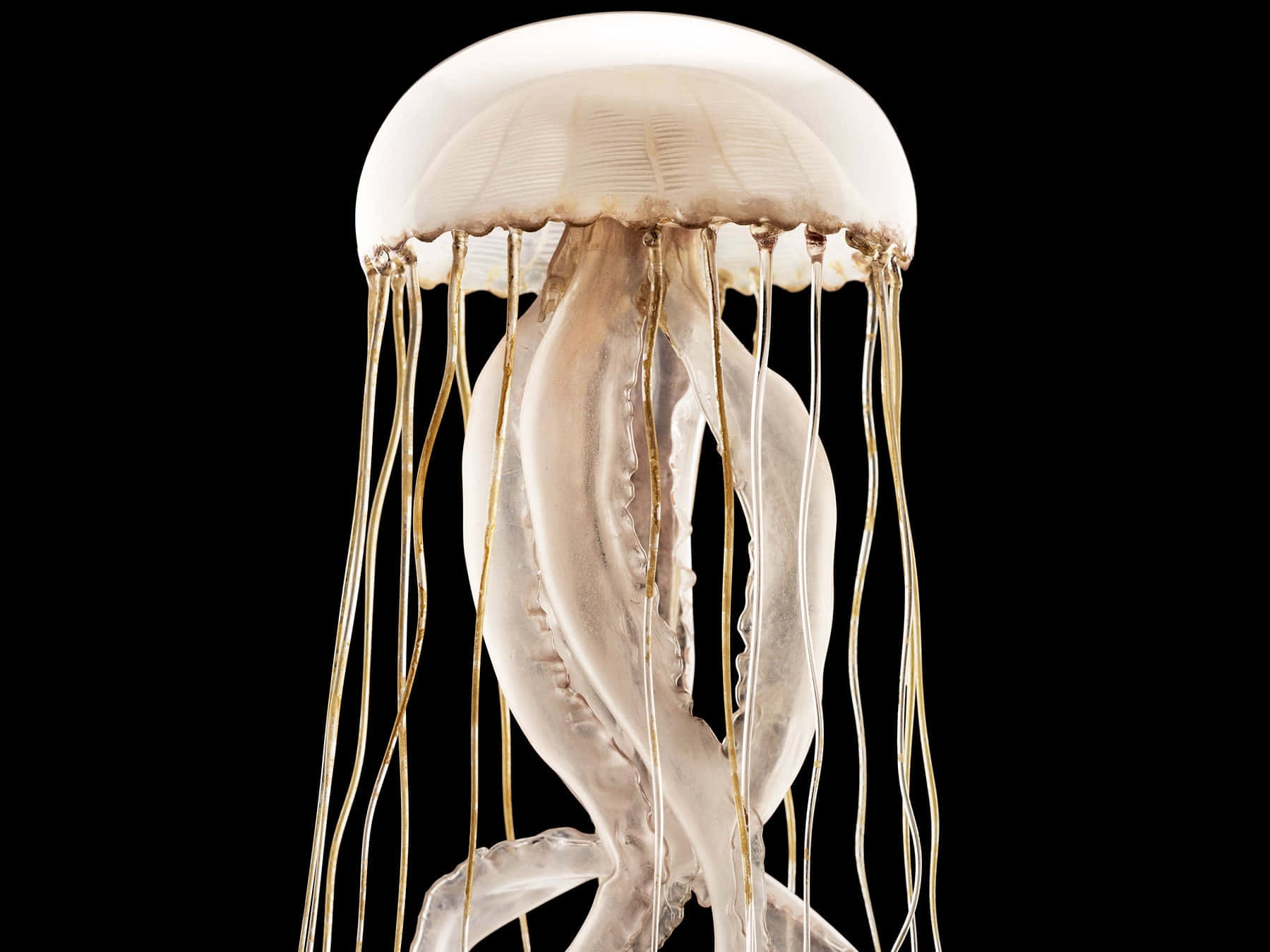 jellyfish, golden tentacles, black background, HD Desktop Wallpaper
