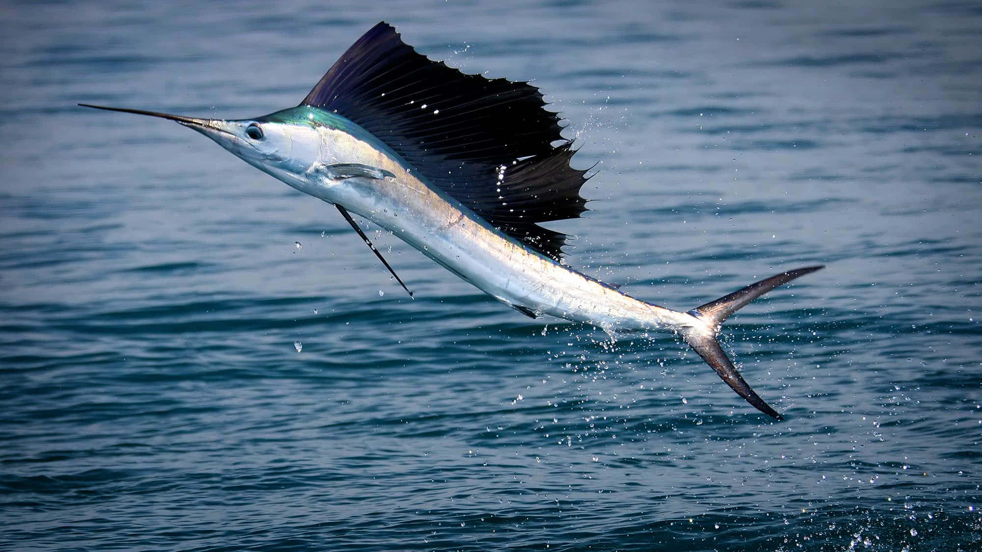 sailfish, deep blue ocean water, sail fully extended, Full HD Desktop Wallpaper