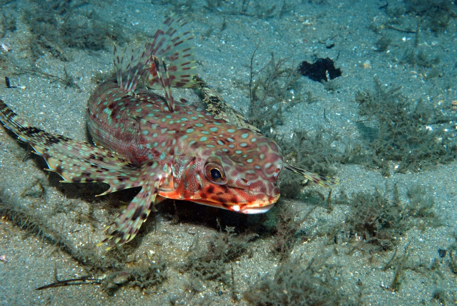 flying gurnard, spotted gurnard, sandy ocean floor, HD Desktop Wallpaper
