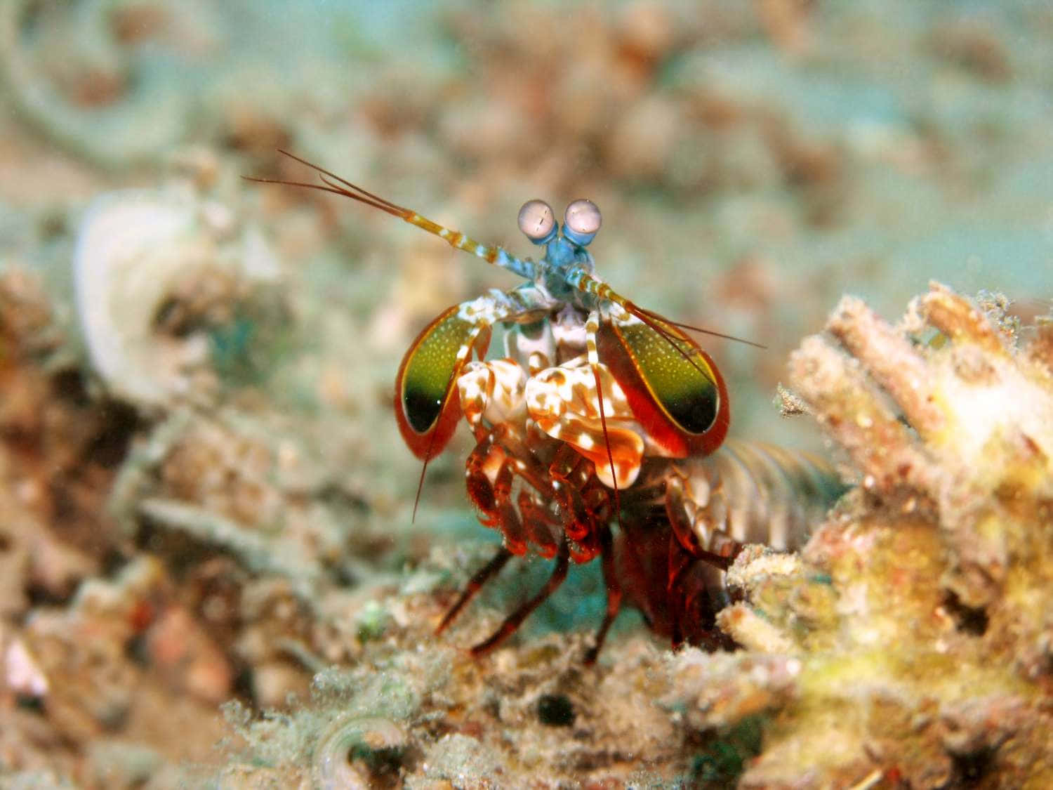 peacock mantis shrimp, iridescent green and red claws, coral reef, HD Desktop Wallpaper