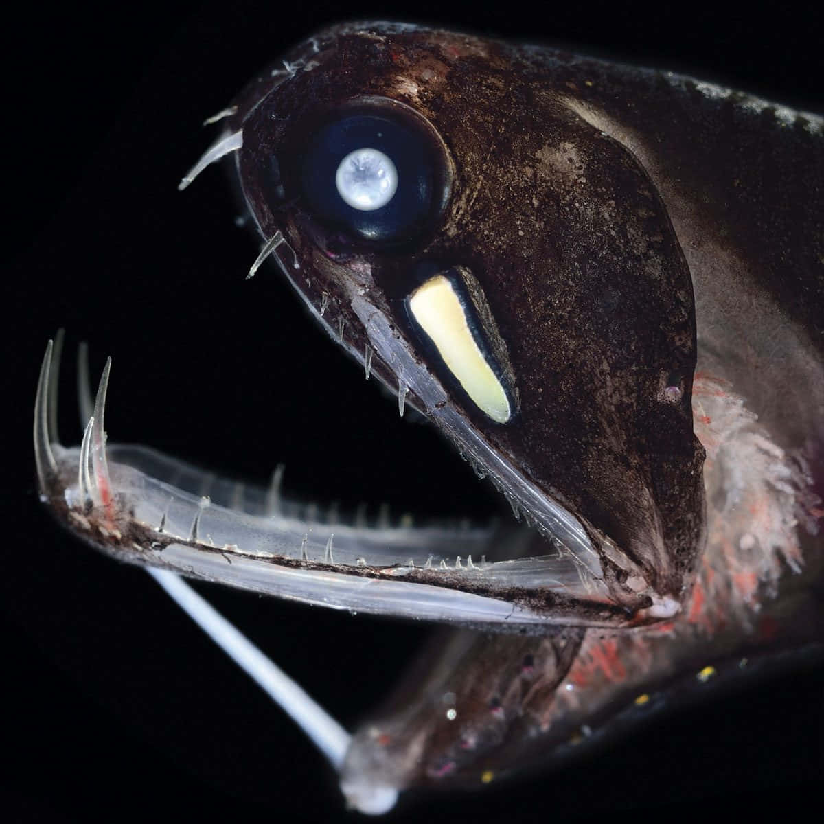 deep-sea anglerfish, glowing lure, sharp teeth, SD Desktop Wallpaper