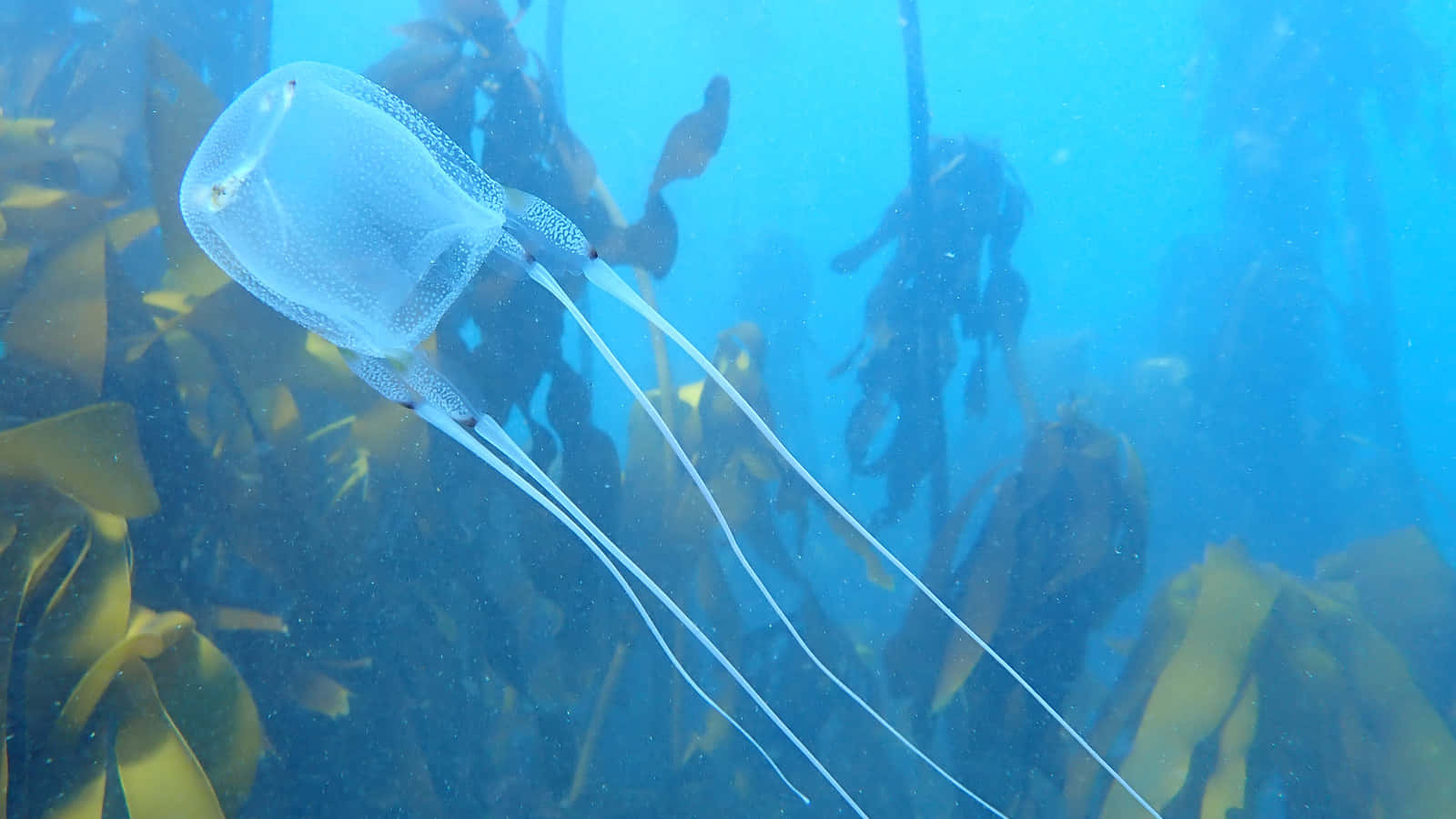 translucent blue jellyfish, sunlit kelp forests, underwater, HD Desktop Wallpaper