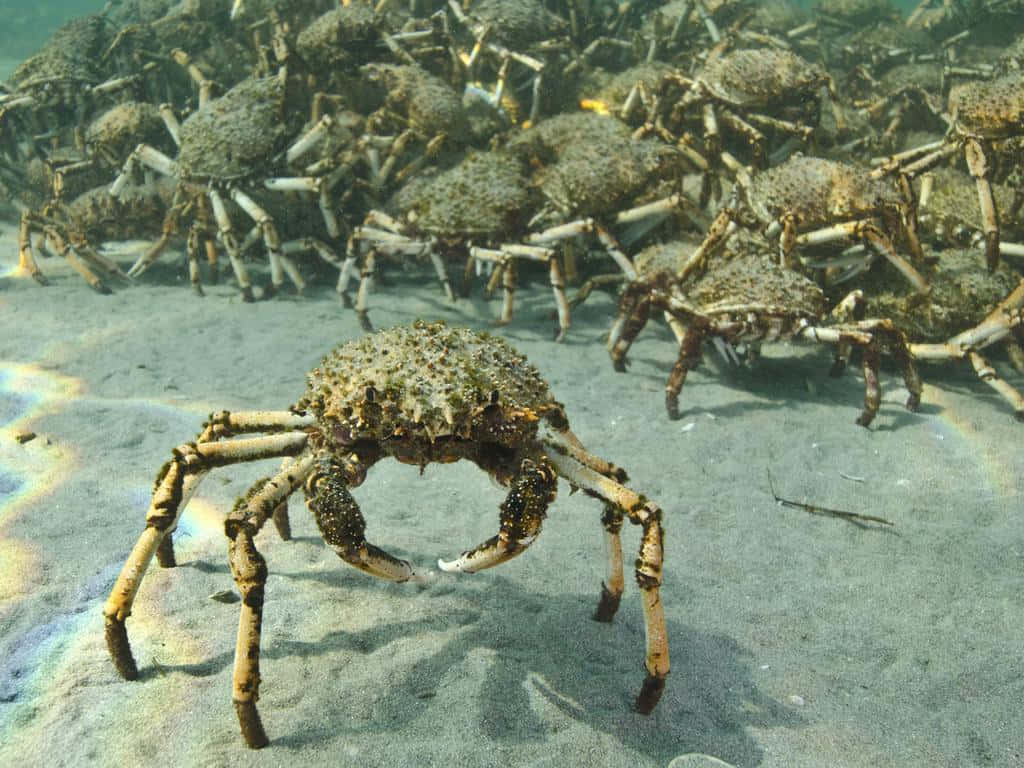 spiny king crabs, sandy ocean floor, clear blue water, SD Desktop Wallpaper