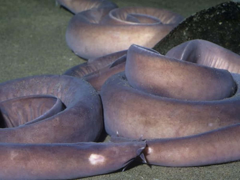hagfish, coiled eels, sandy ocean floor, SD Desktop Wallpaper