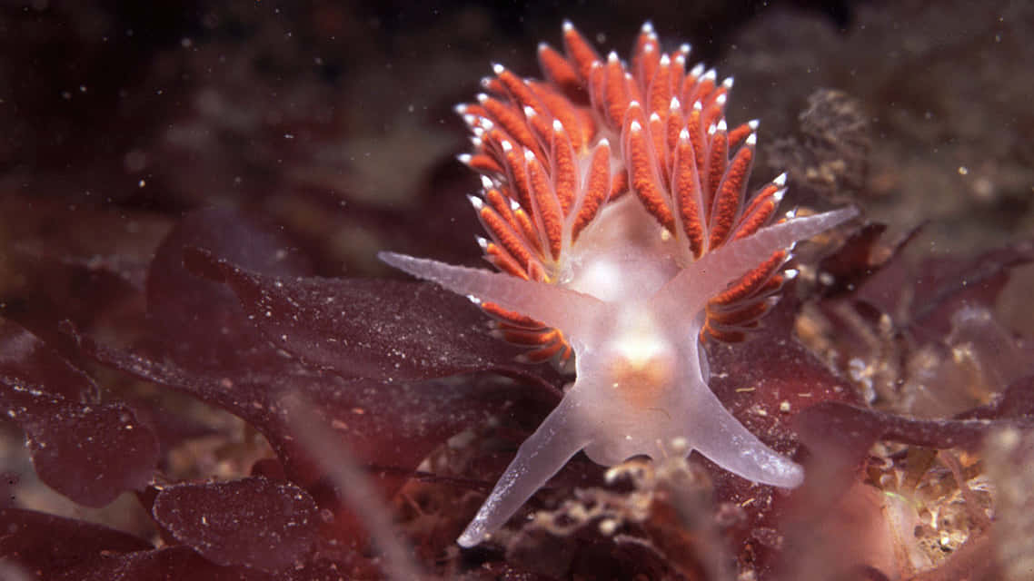 colorful nudibranchon, translucent orange and white sea slug, feathery appendages, SD Desktop Wallpaper