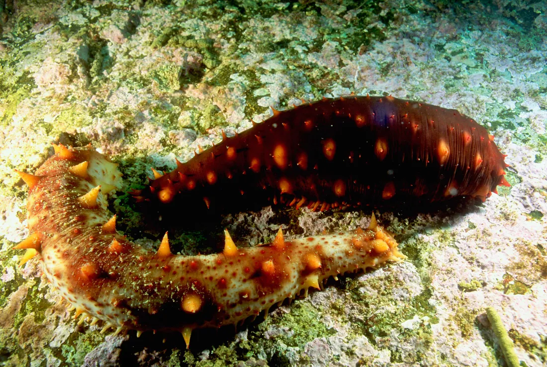 Sea Cucumber