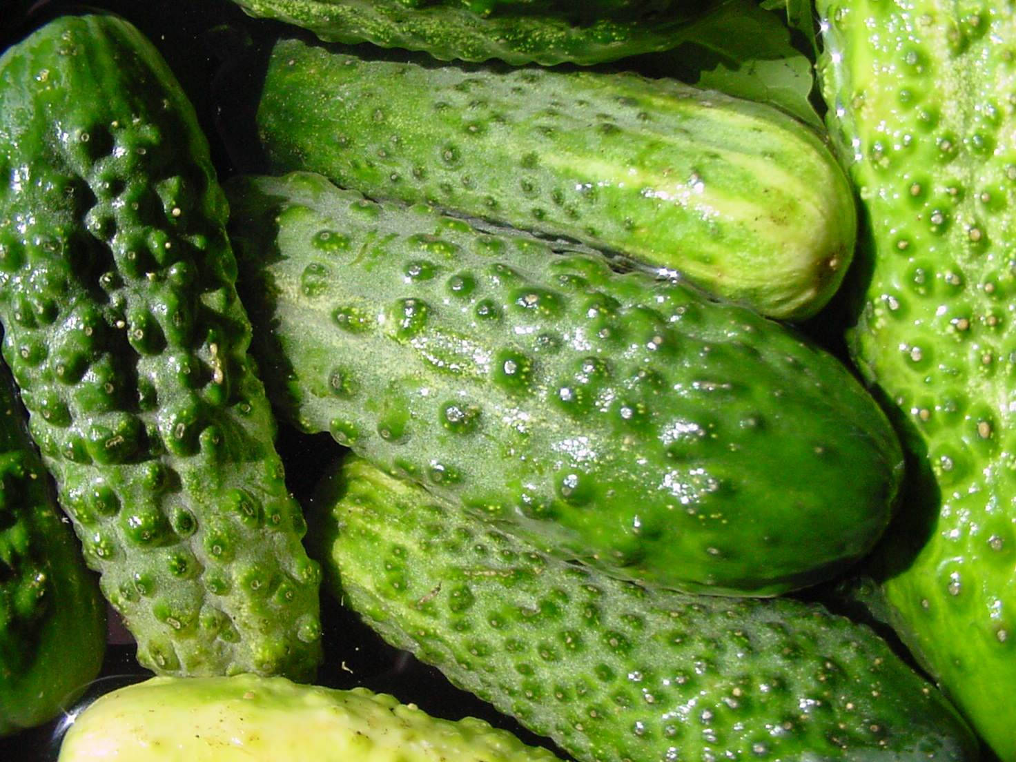 green kirby cucumber, bumpy skin, glistening water droplets, HD Desktop Wallpaper