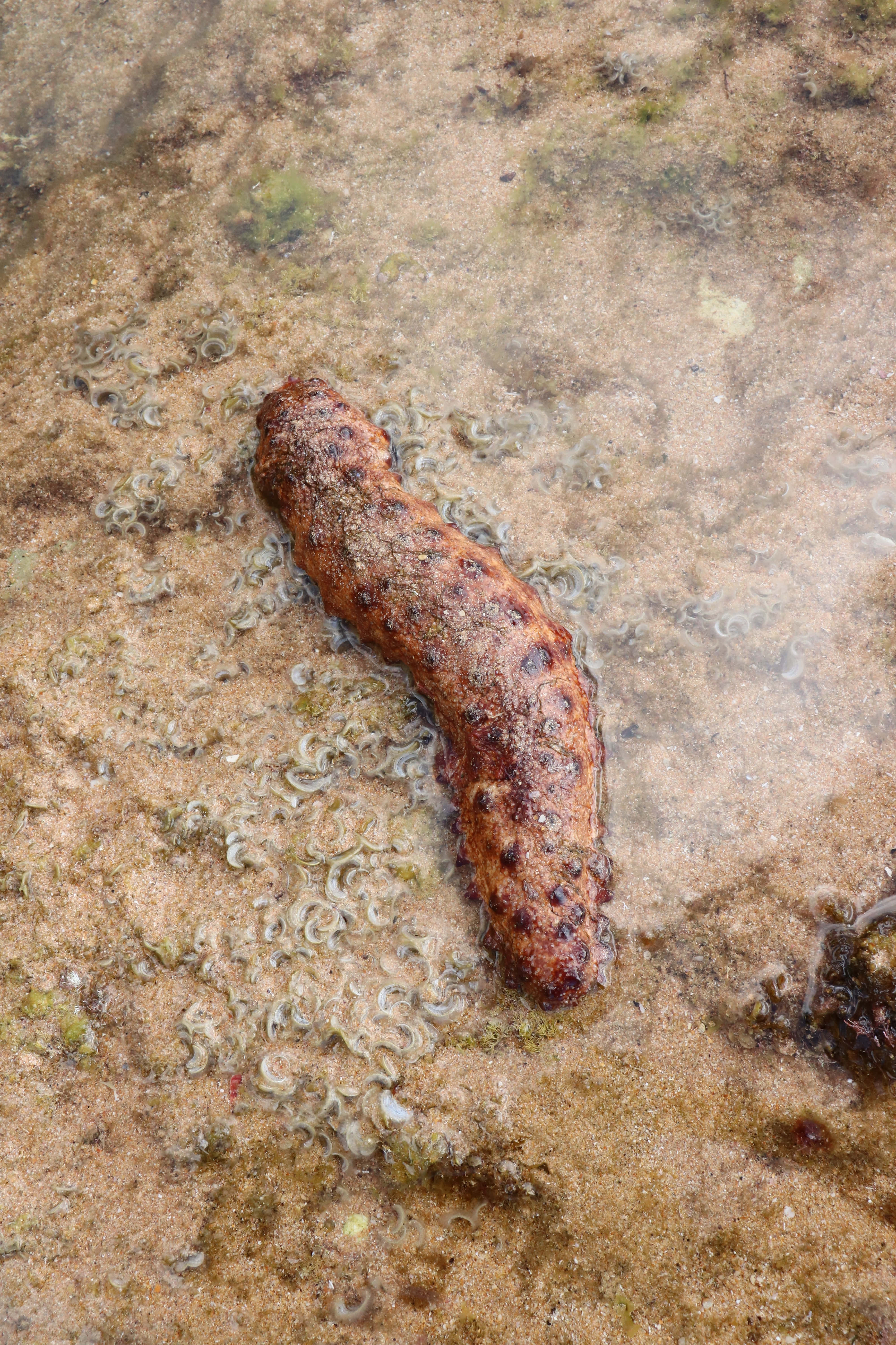 sea cucumber, coastal rocks, shallow clear water, 5K Phone Wallpaper