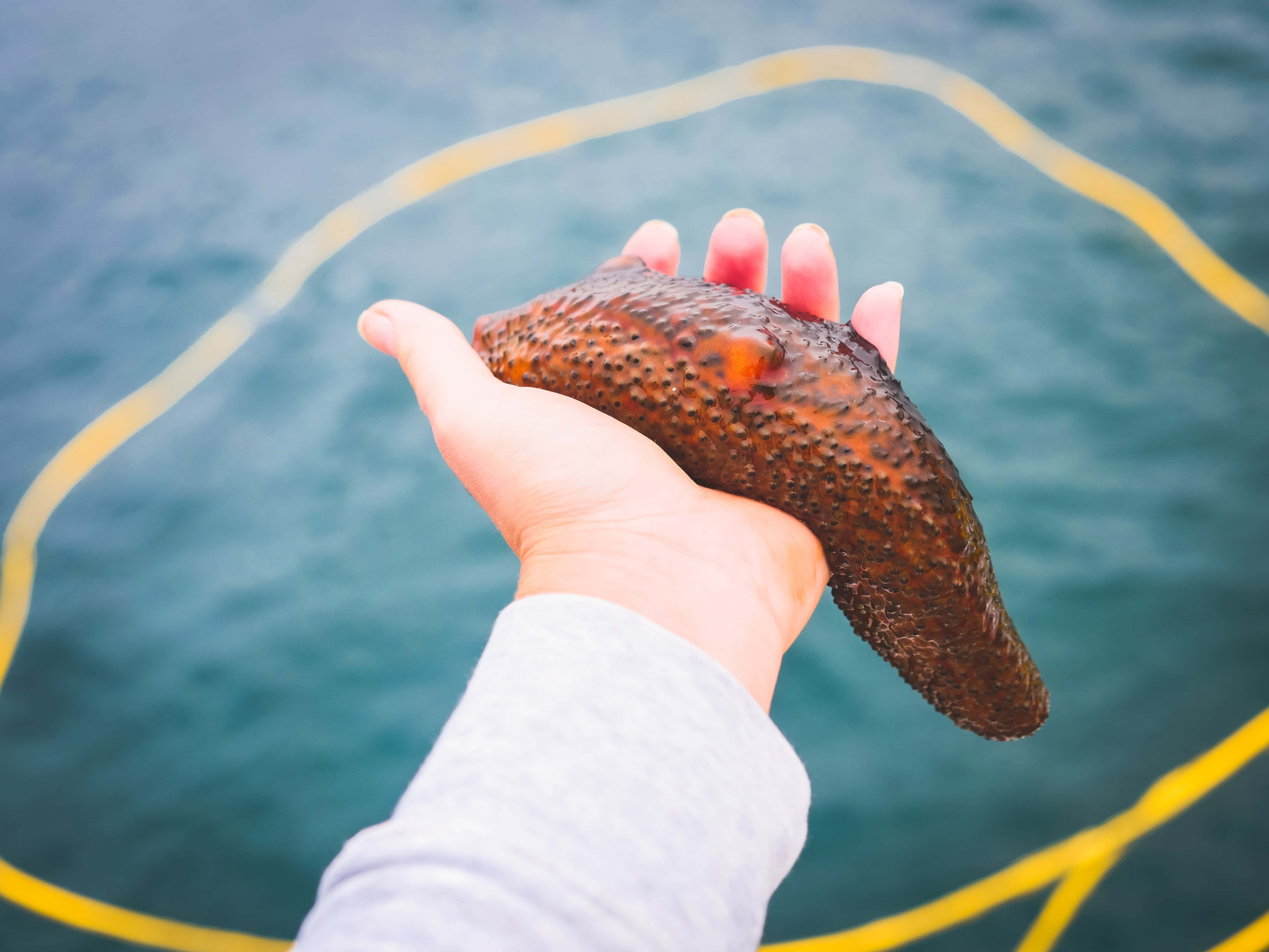 vibrant sea cucumber, natural habitat, textured brown sea cucumber, 5K Desktop Wallpaper