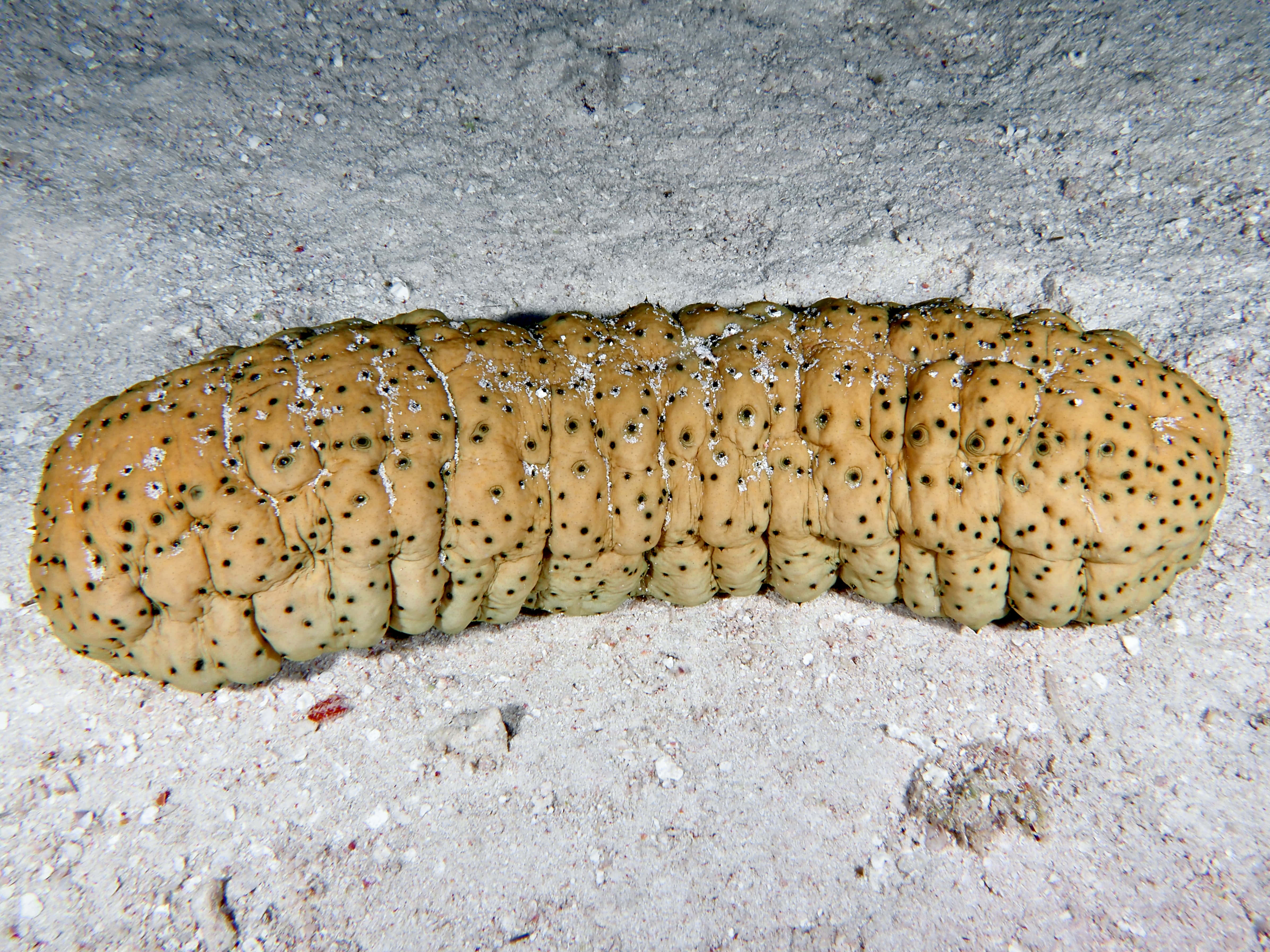 sea cucumber, sandy ocean floor, textured rock wall, 4K Desktop Wallpaper