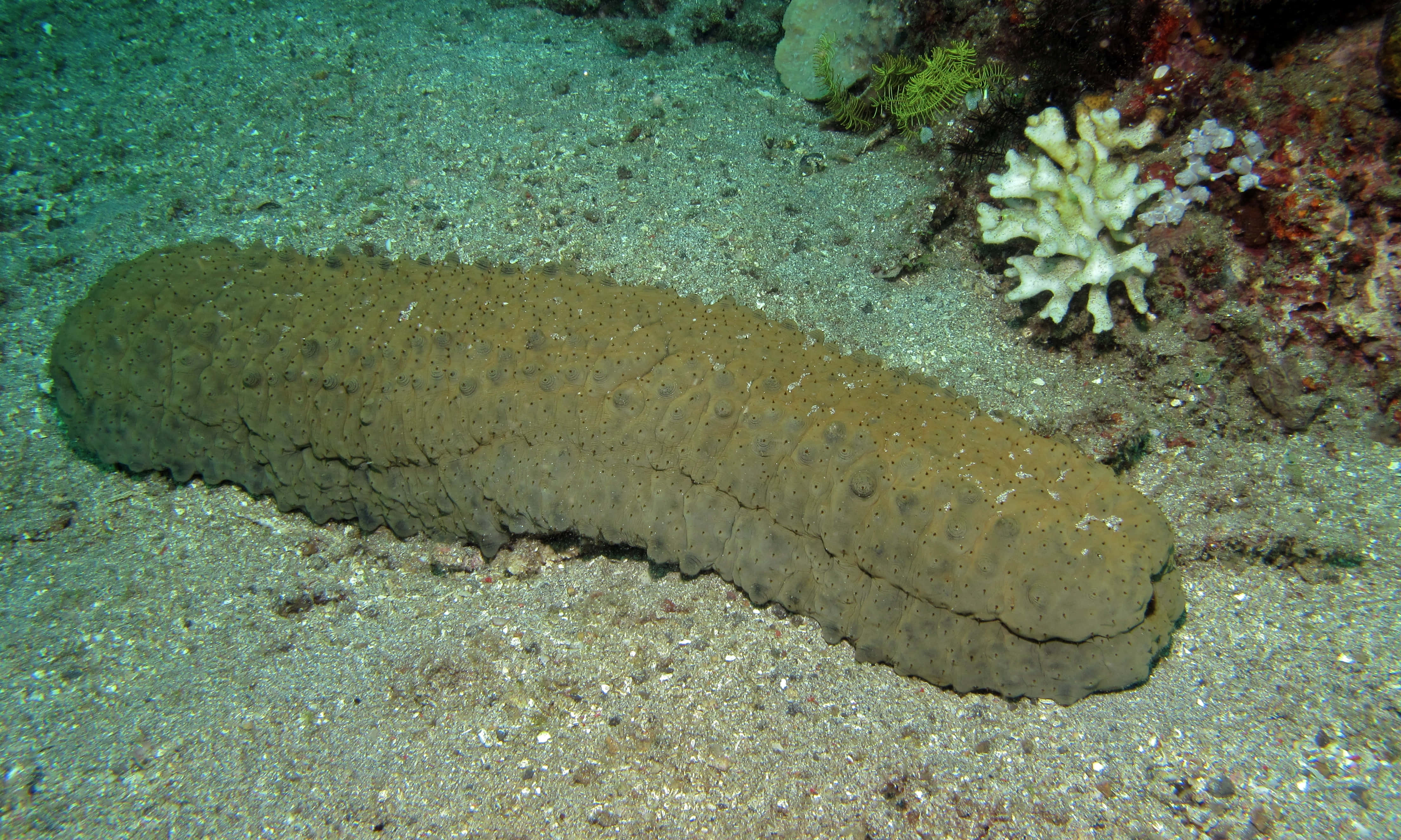 sea cucumber, ocean floor, sandy ocean floor, 4K Desktop Wallpaper