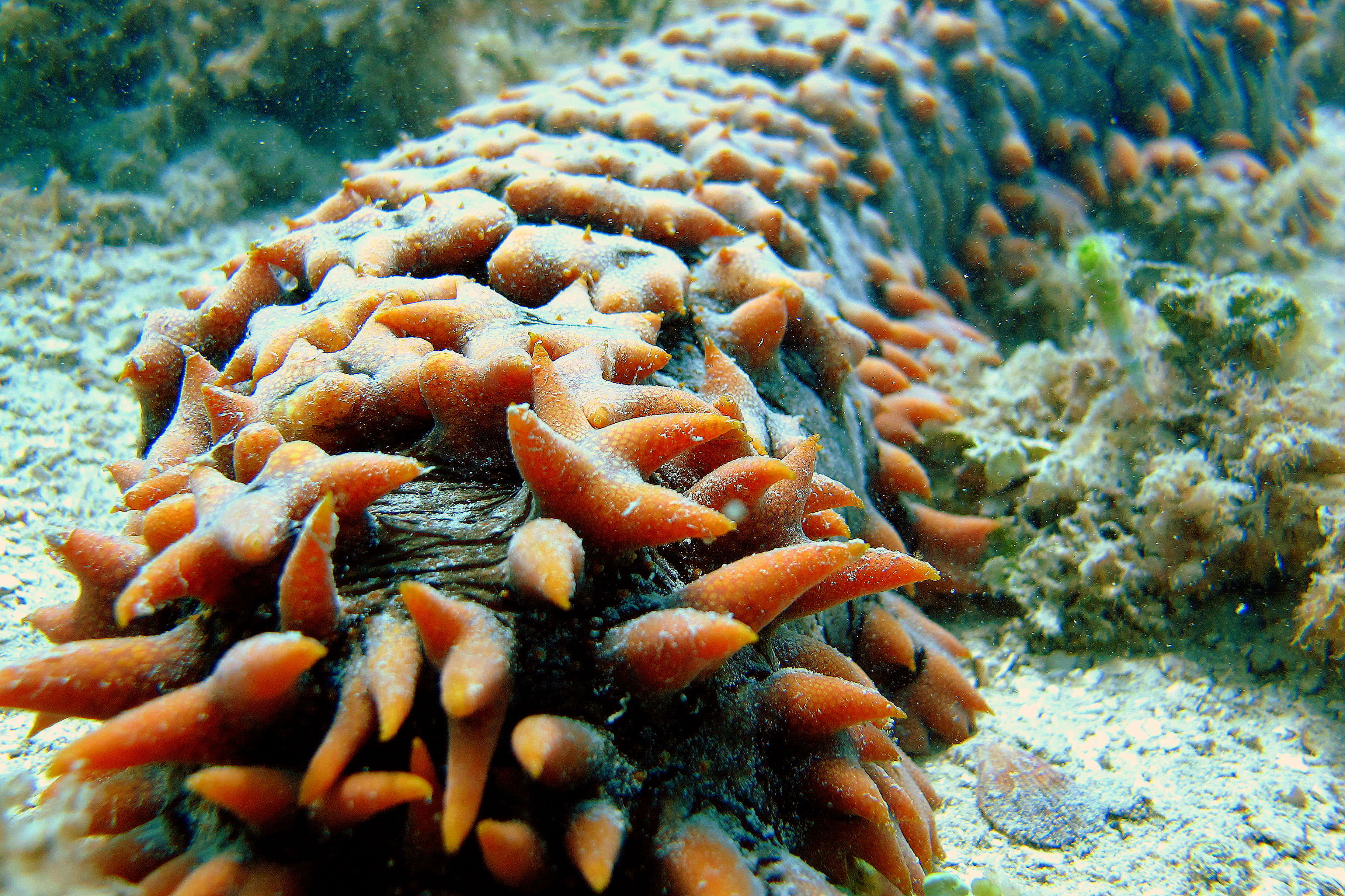 sea cucumber, spiky orange, sandy ocean floor, 2K Desktop Wallpaper