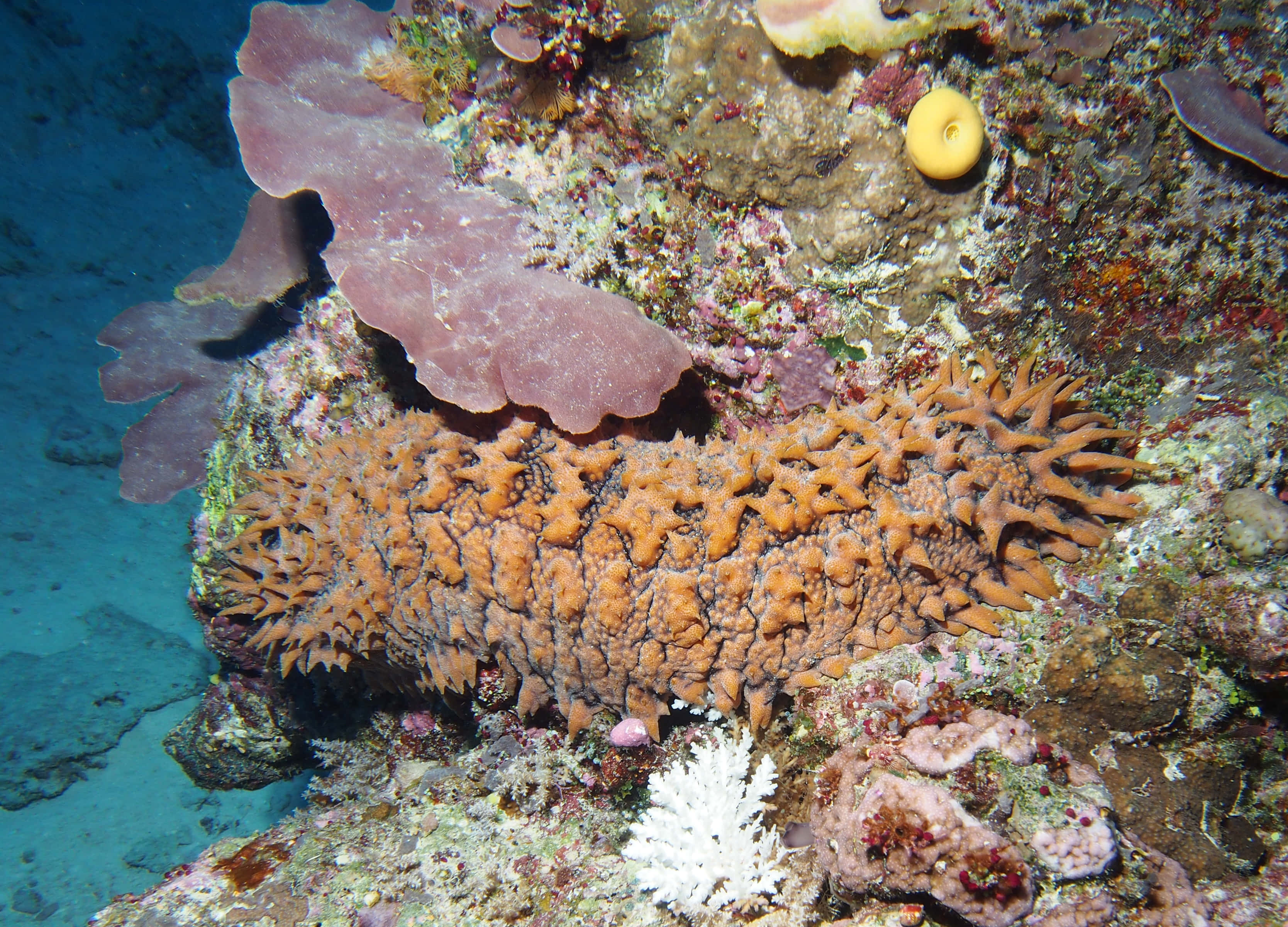 sea cucumber, orange, coral reef, 2K Desktop Wallpaper