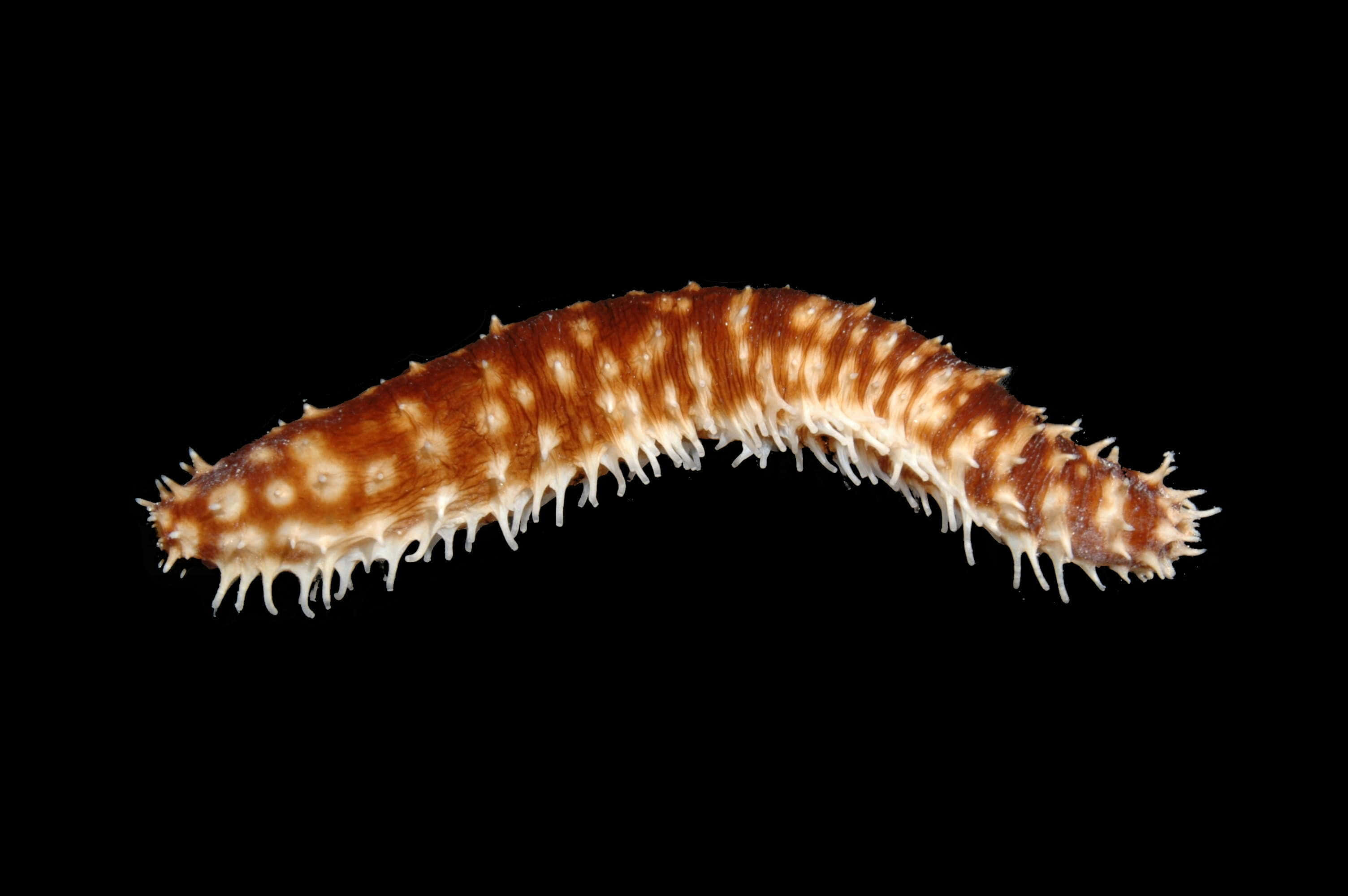brown sea cucumber, white spines, pure black background, 2K Desktop Wallpaper