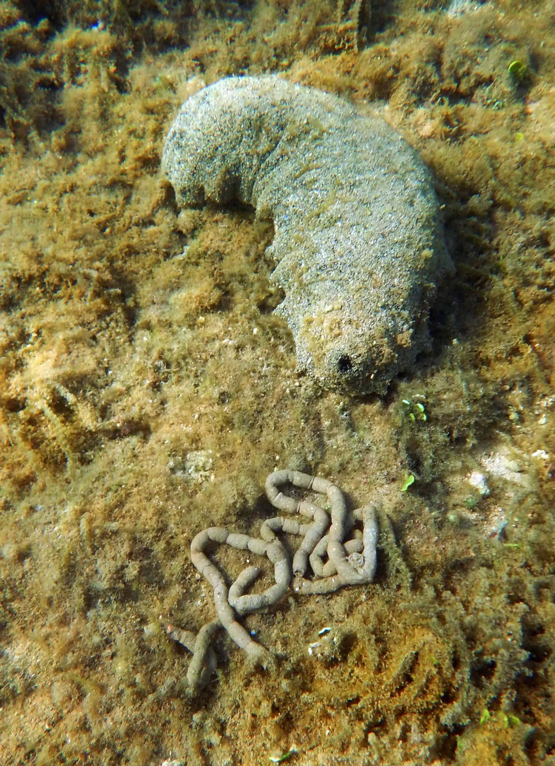 sea cucumber, coiled sea worm, sandy ocean floor, 2K Phone Wallpaper