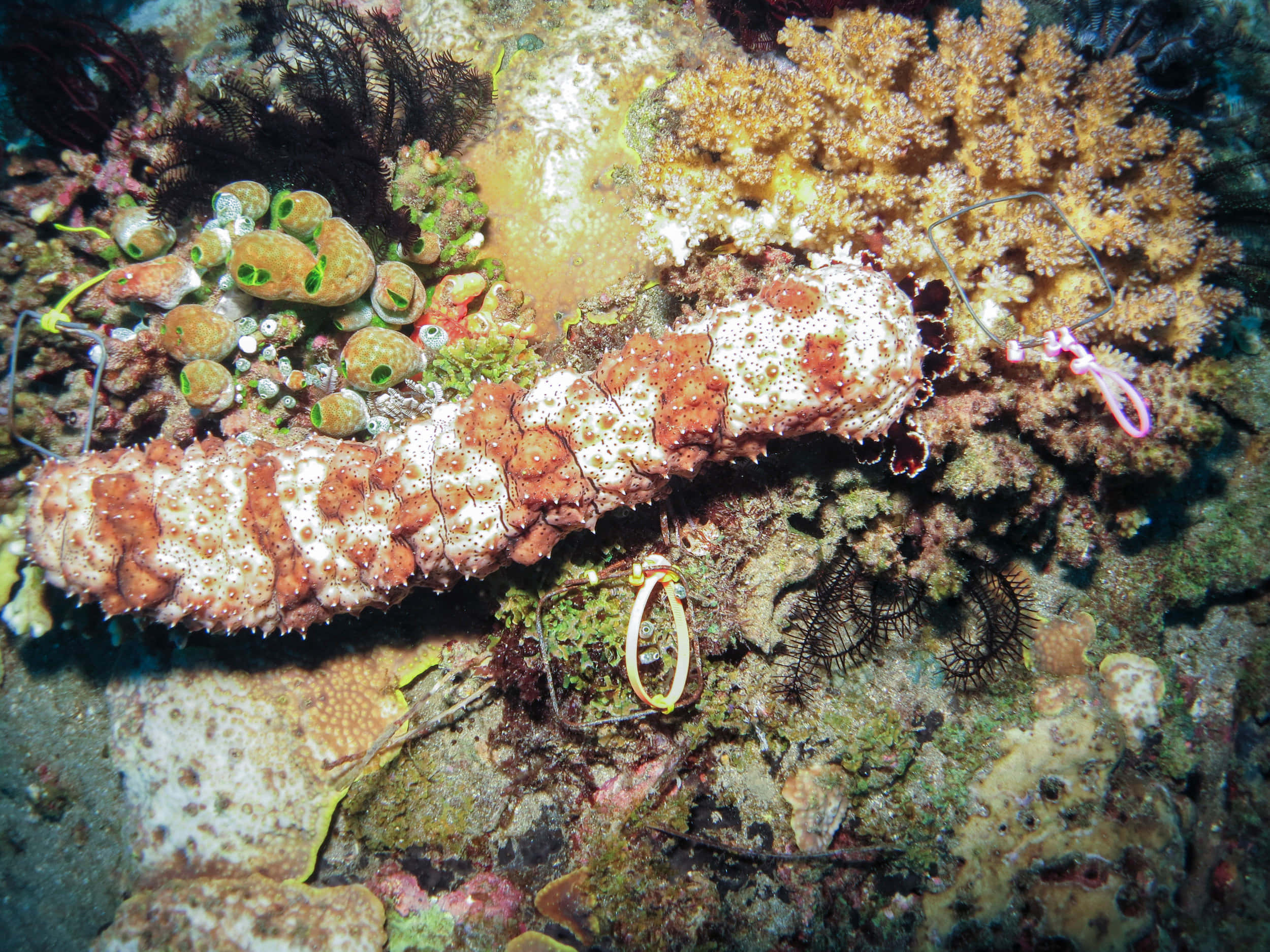 sea cucumber, orange and white, coral, Full HD Desktop Wallpaper