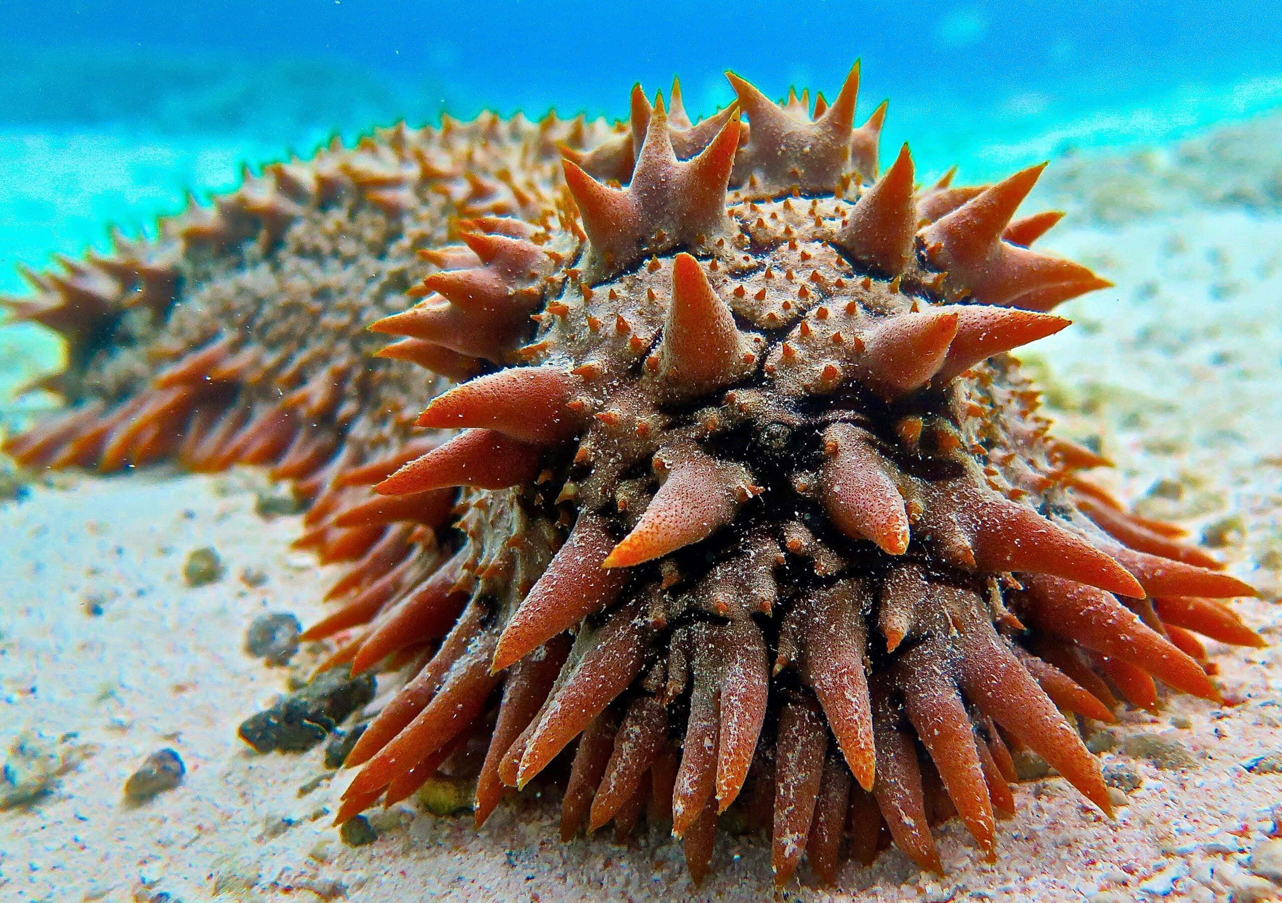 sea cucumber, vibrant orange, sharp spines, 2K Desktop Wallpaper