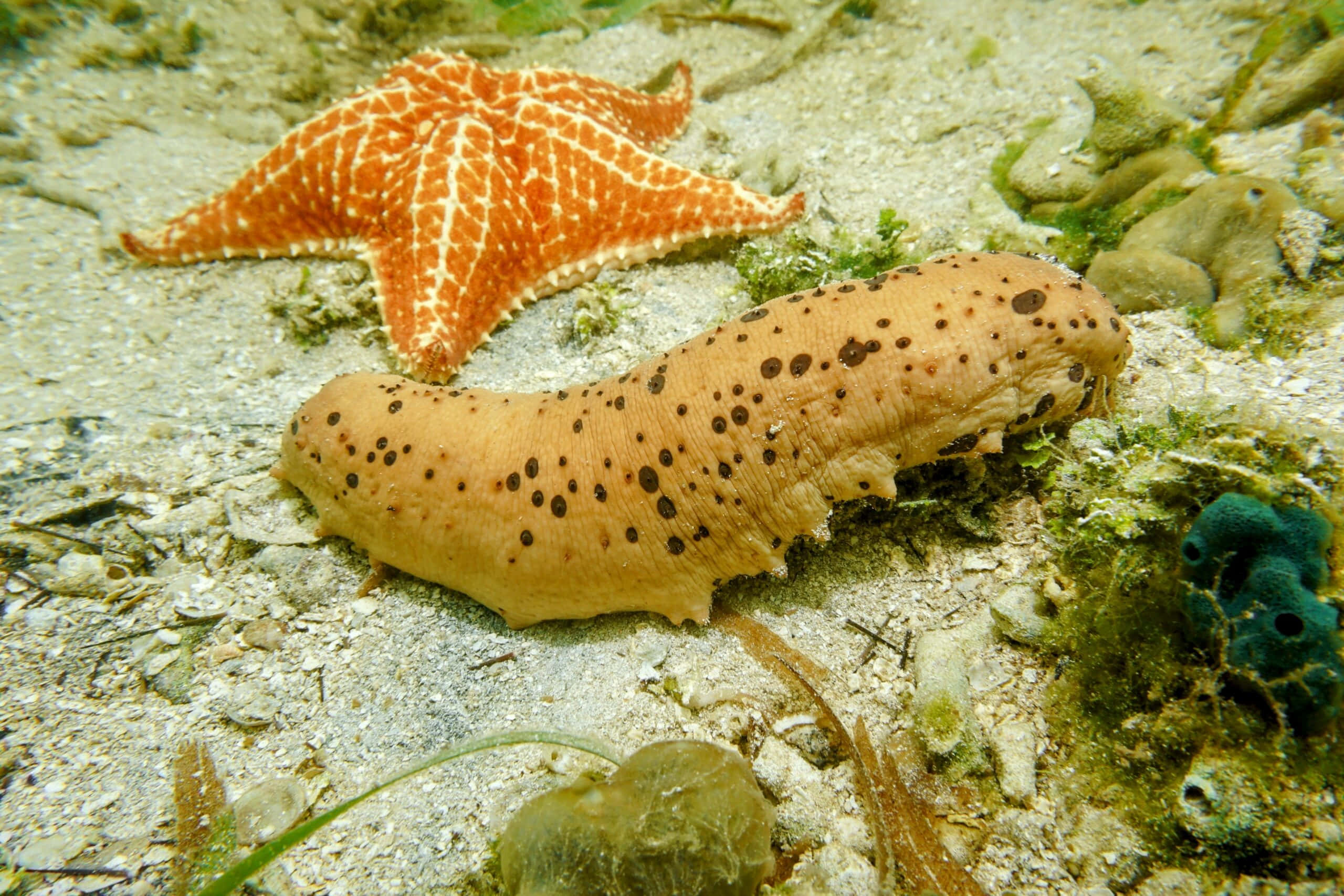 sea cucumber, starfish, sandy ocean floor, 2K Desktop Wallpaper