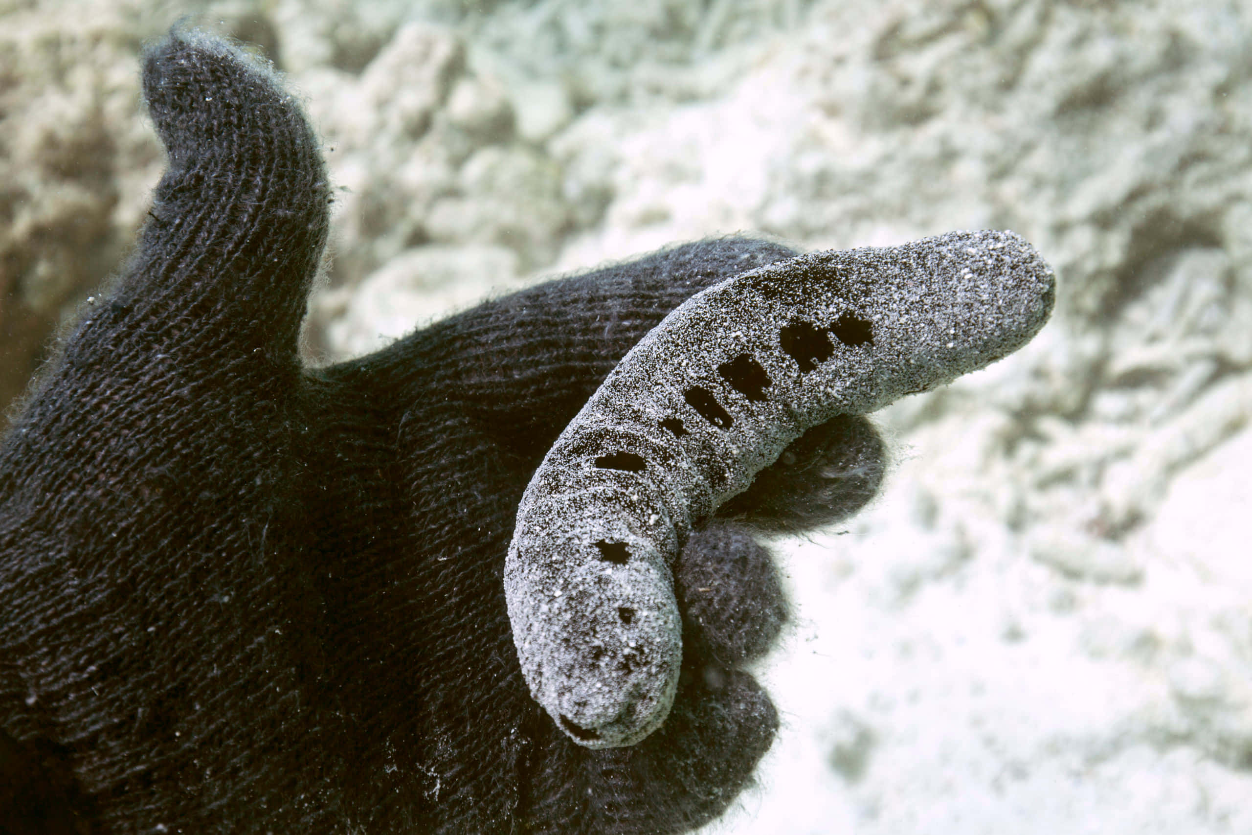 sea cucumber, gloved hand, gray, 2K Desktop Wallpaper