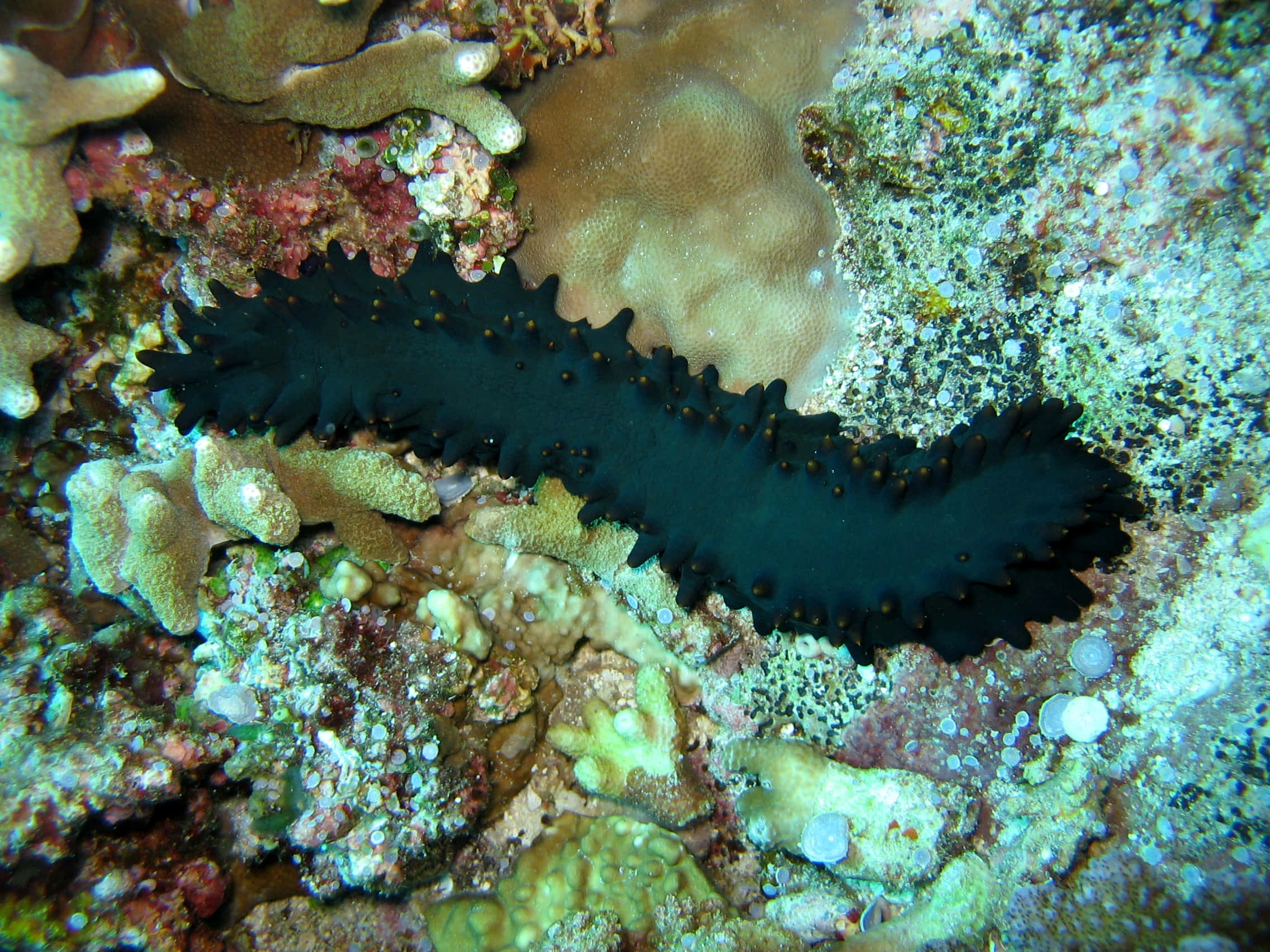 sea cucumber, ocean floor, coral reef, Full HD Desktop Wallpaper