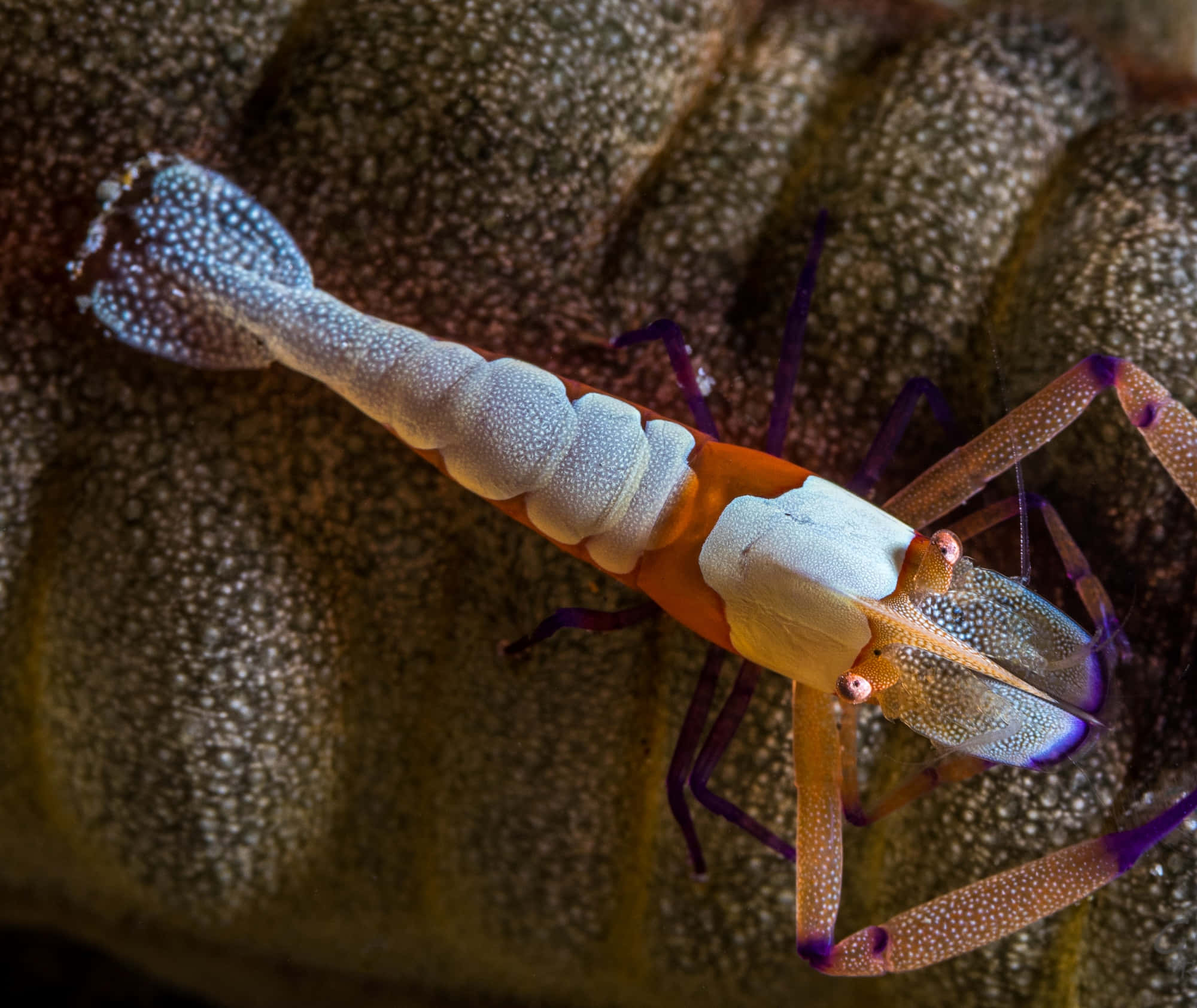 emperor shrimp, sea cucumber, vibrant orange, Full HD Desktop Wallpaper