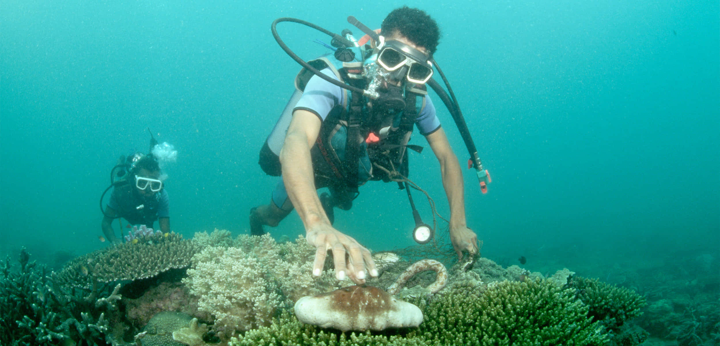 sea cucumber, scuba divers, vibrant coral reef, Full HD Desktop Wallpaper
