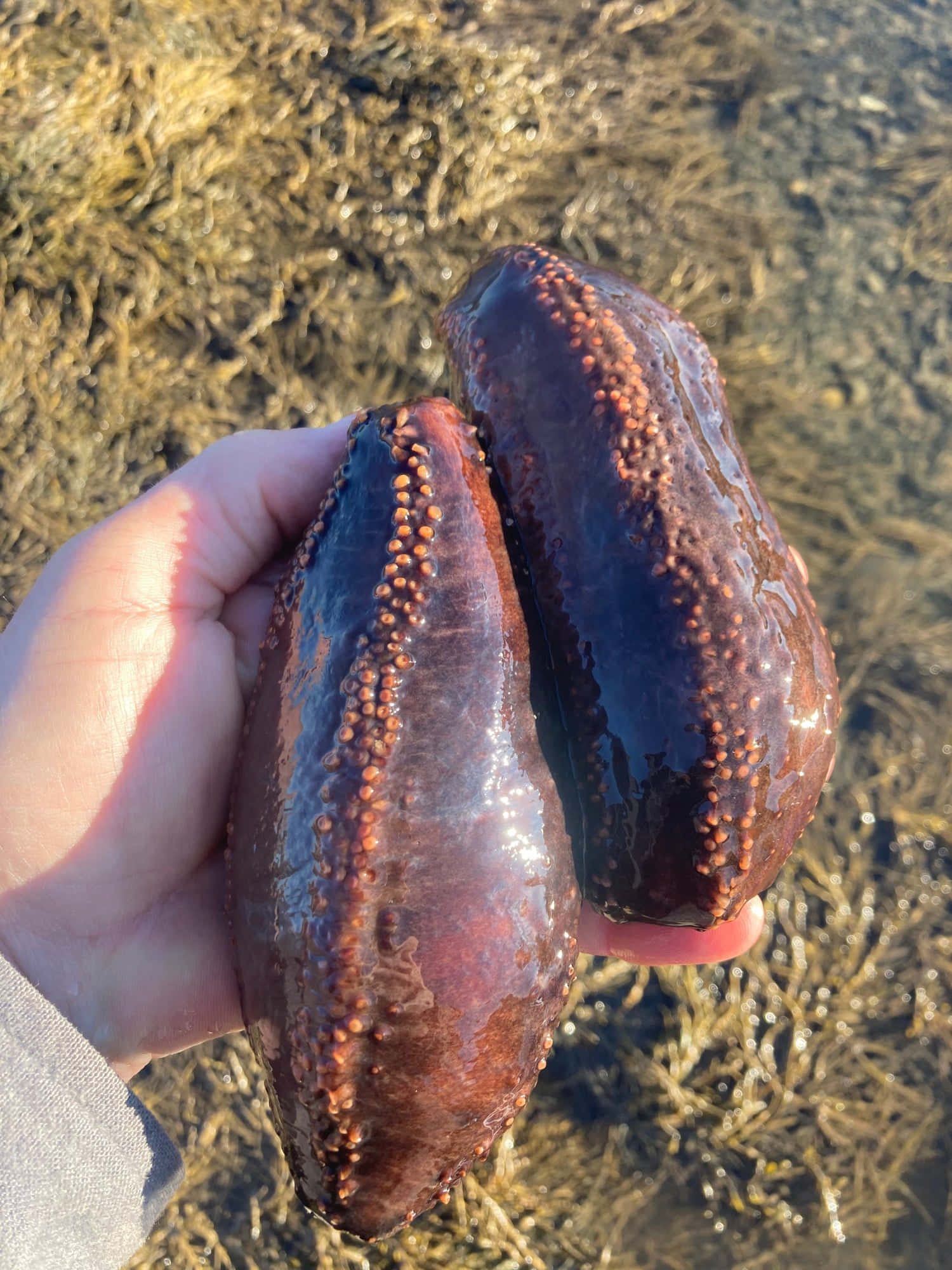 sea cucumber, glossy dark purple, orange bumps, Full HD Phone Wallpaper
