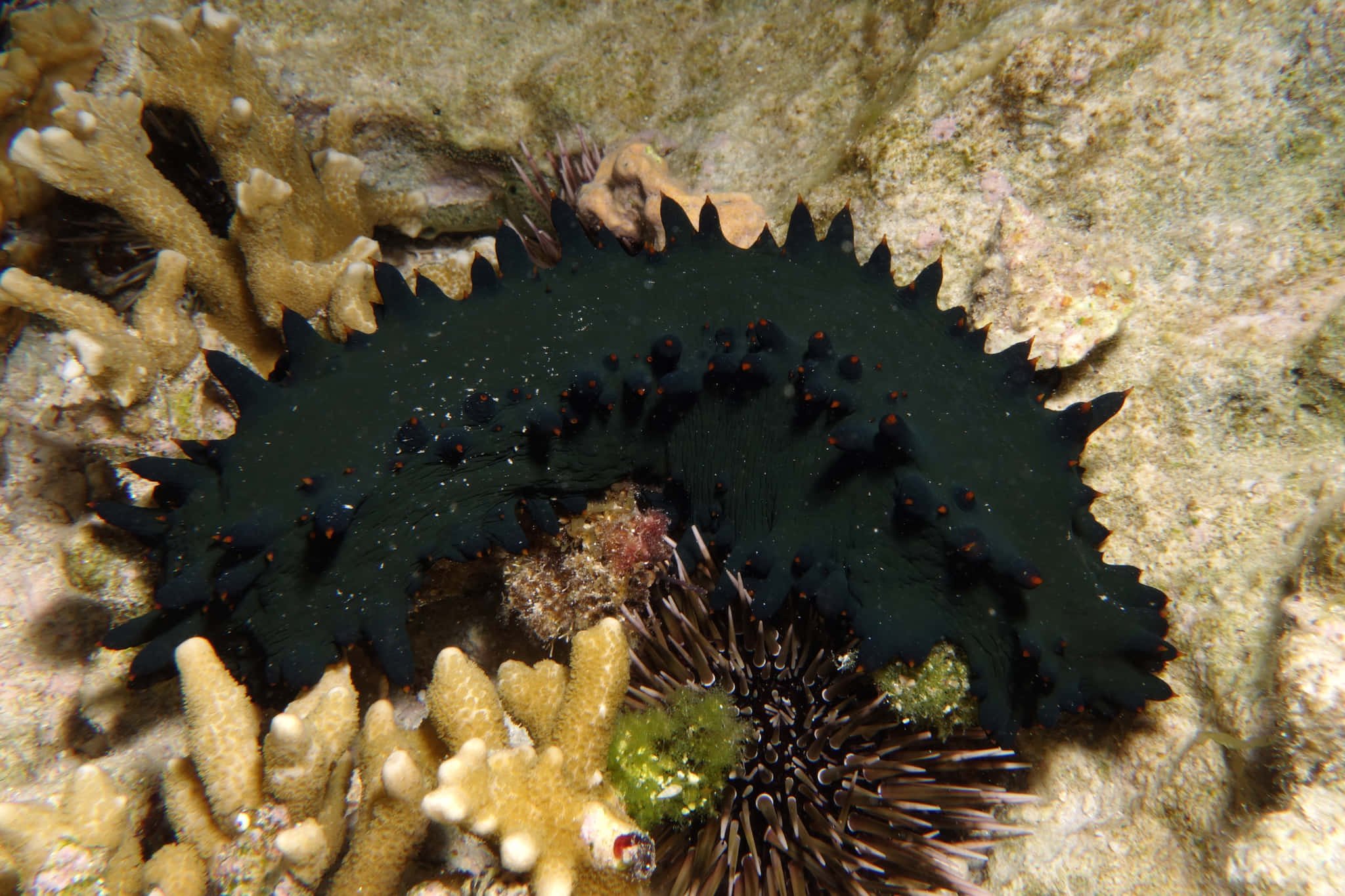 black spiny sea cucumber, red tubercles, coral reef, Full HD Desktop Wallpaper