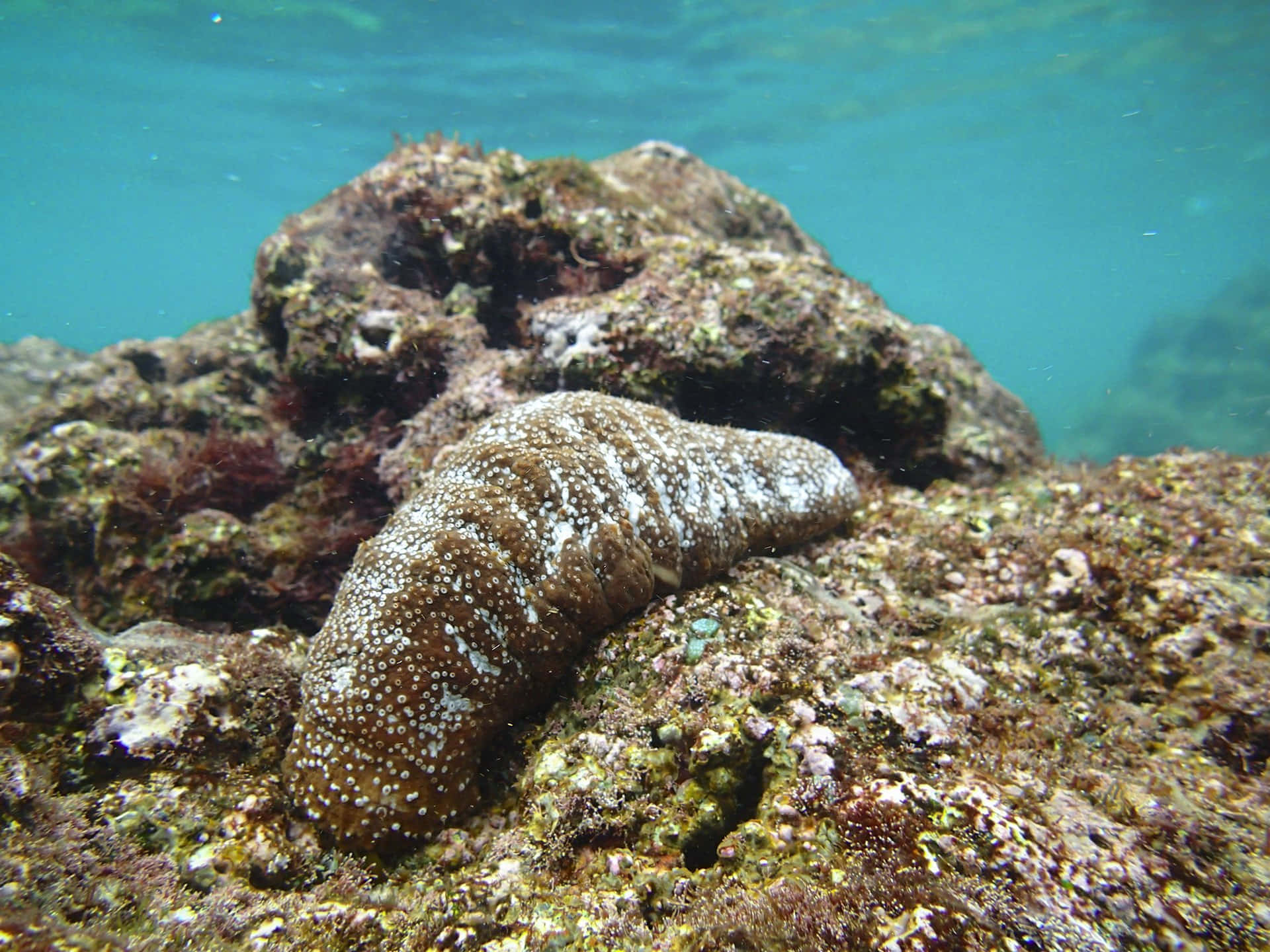 sea cucumber, coral-covered rock, turquoise water, Full HD Desktop Wallpaper