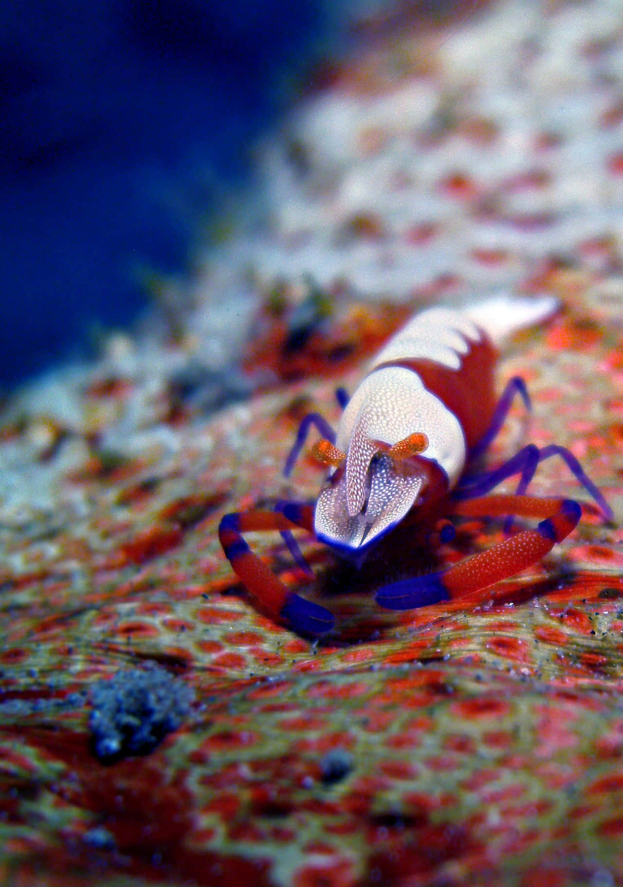 emperor shrimp, sea cucumber, coral reef, HD Phone Wallpaper