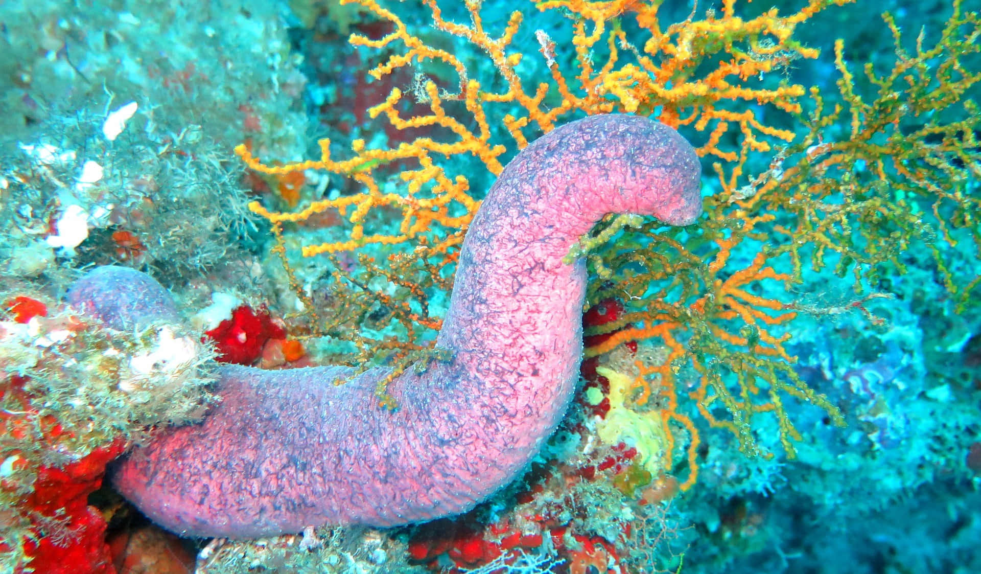 vibrant pink sea cucumber, golden coral, colorful reef life, Full HD Desktop Wallpaper