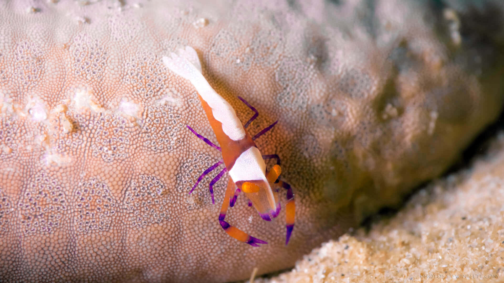 emperor shrimp, sea cucumber, coral surface, Full HD Desktop Wallpaper