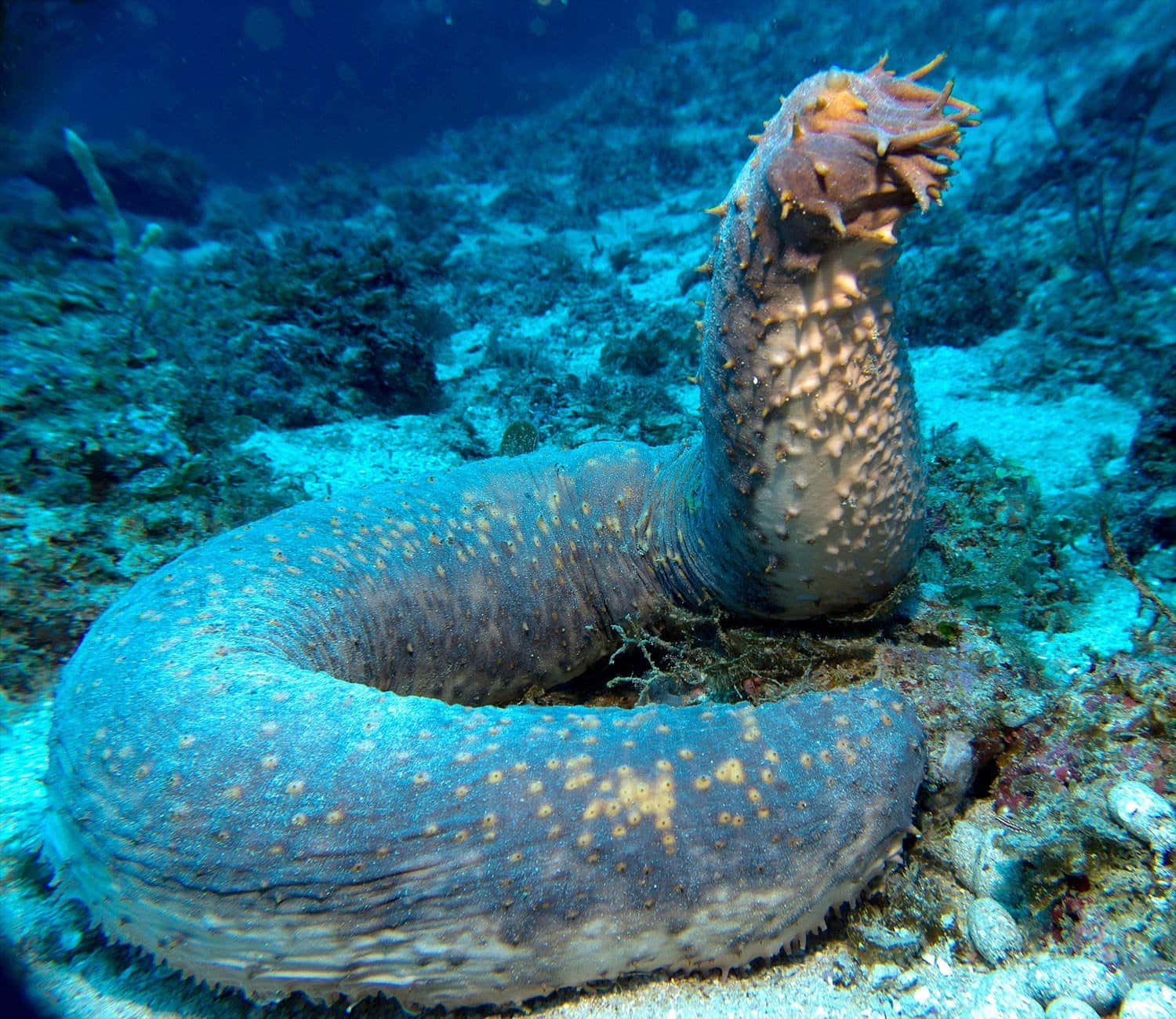 sea cucumber, textured blue body, yellow spots, HD Desktop Wallpaper