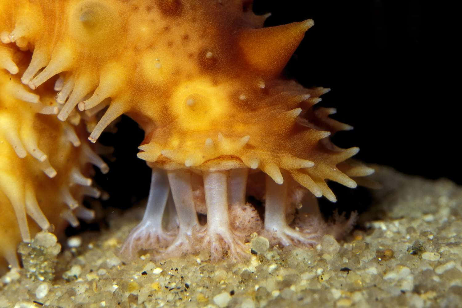 sea cucumber, spiky orange, sandy ocean floor, HD Desktop Wallpaper