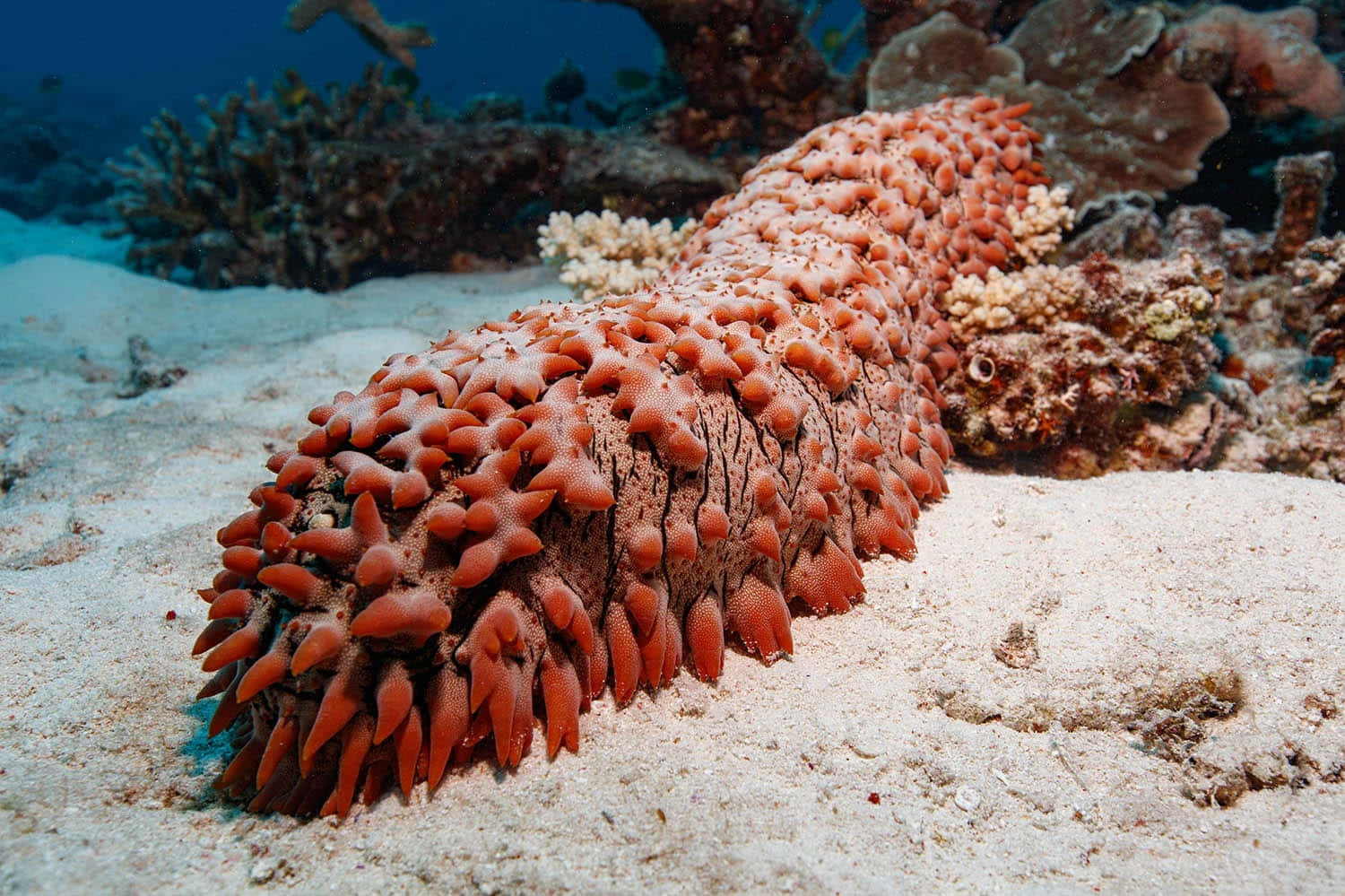 red sea cucumber, sandy ocean floor, coral formations, HD Desktop Wallpaper