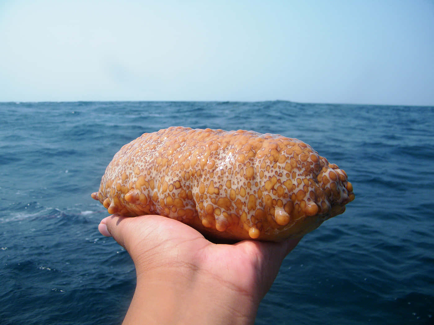 sea cucumber, bumpy orange, vast blue ocean, HD Desktop Wallpaper