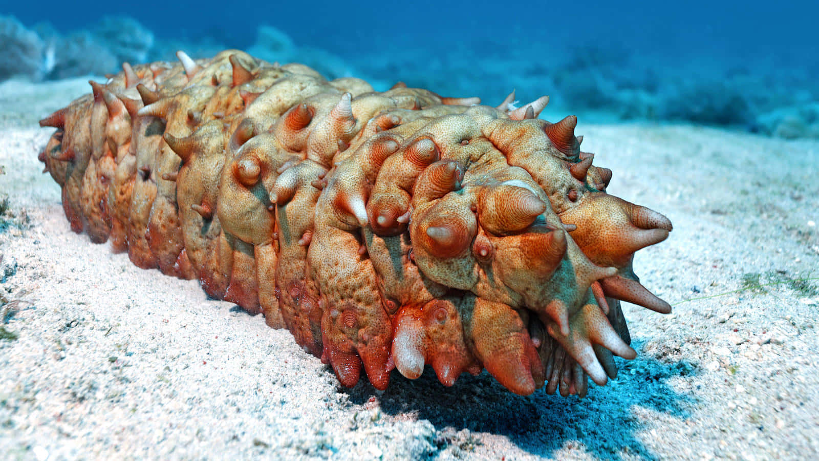 sea cucumber, ocean floor, sandy ocean floor, HD Desktop Wallpaper