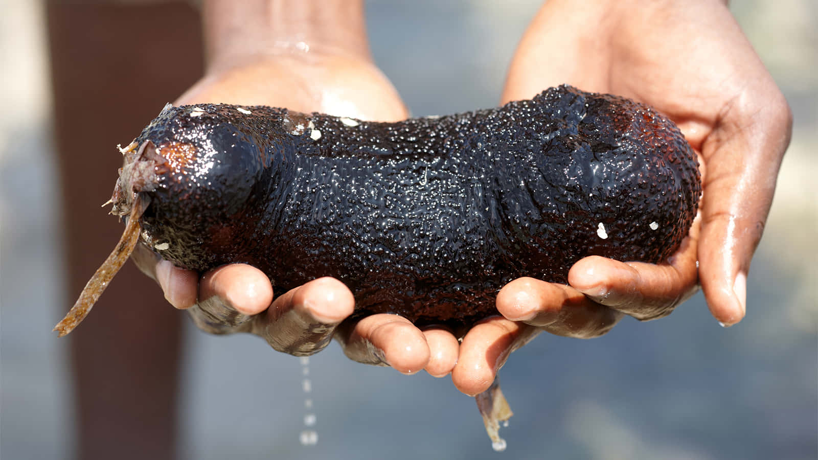 sea cucumber, wet, dark, HD Desktop Wallpaper