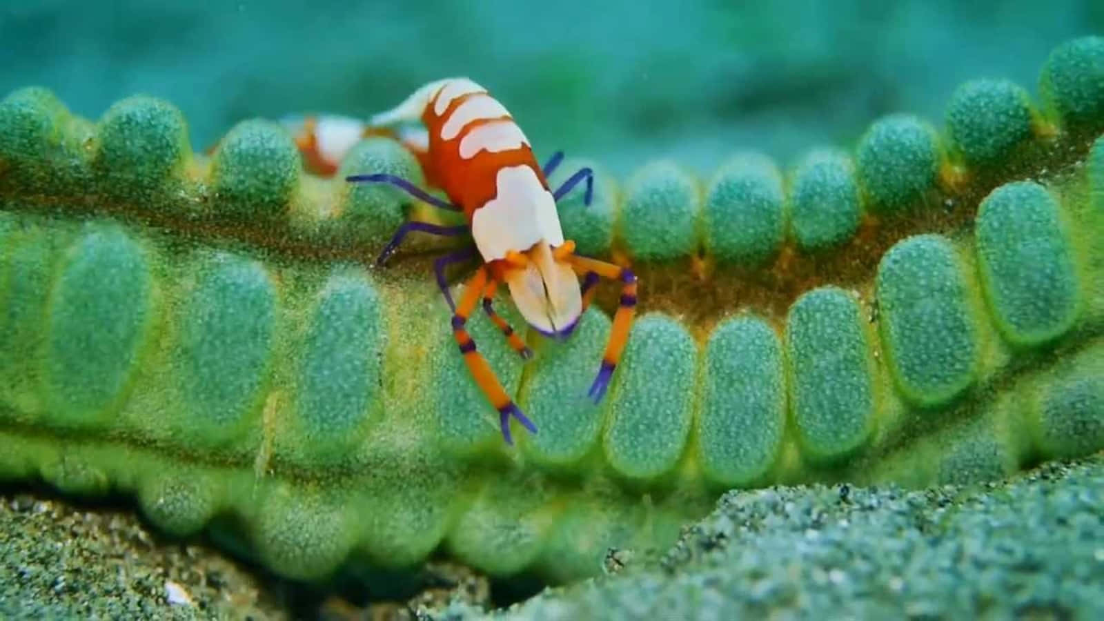 emperor shrimp, sea cucumber, textured green coral reef, HD Desktop Wallpaper