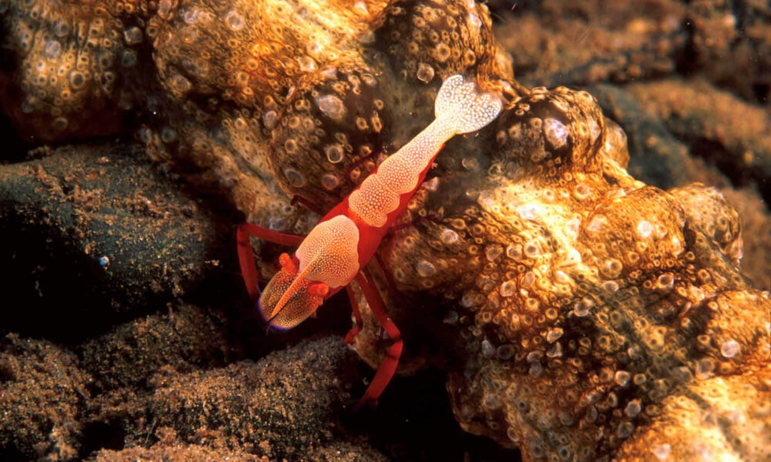 emperor shrimp, sea cucumber, textured coral reef, HD Desktop Wallpaper