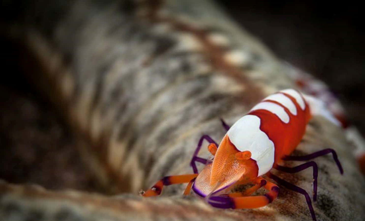emperor shrimp, sea cucumber, textured rock, HD Desktop Wallpaper