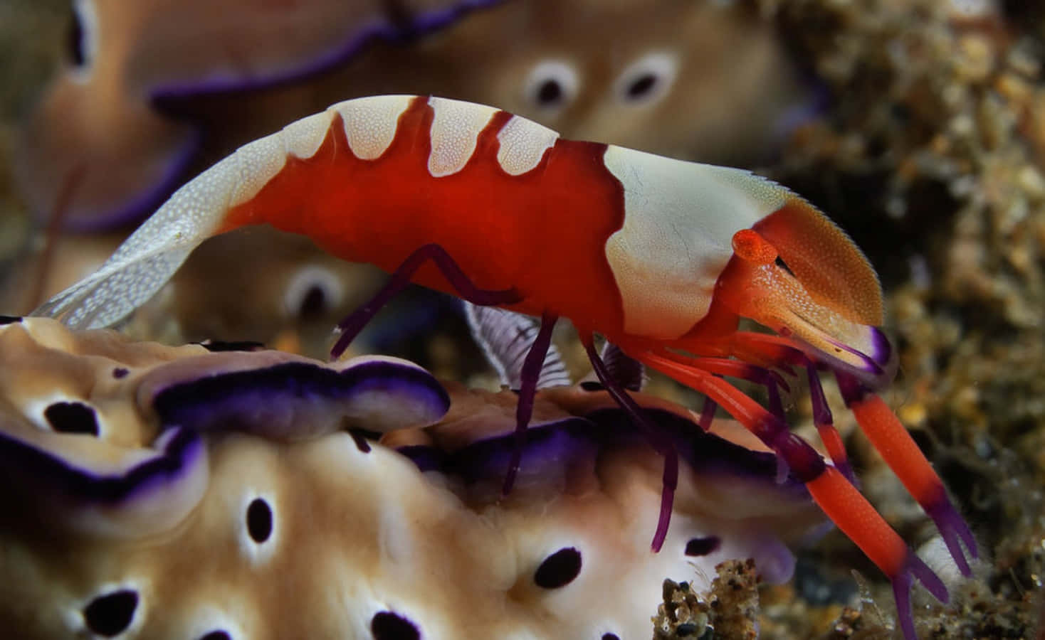 emperor shrimp, sea cucumber, vibrant red and white, HD Desktop Wallpaper