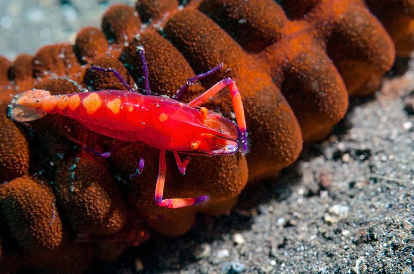 vibrant emperor shrimp, sea cucumber, textured orange coral, HD Desktop Wallpaper
